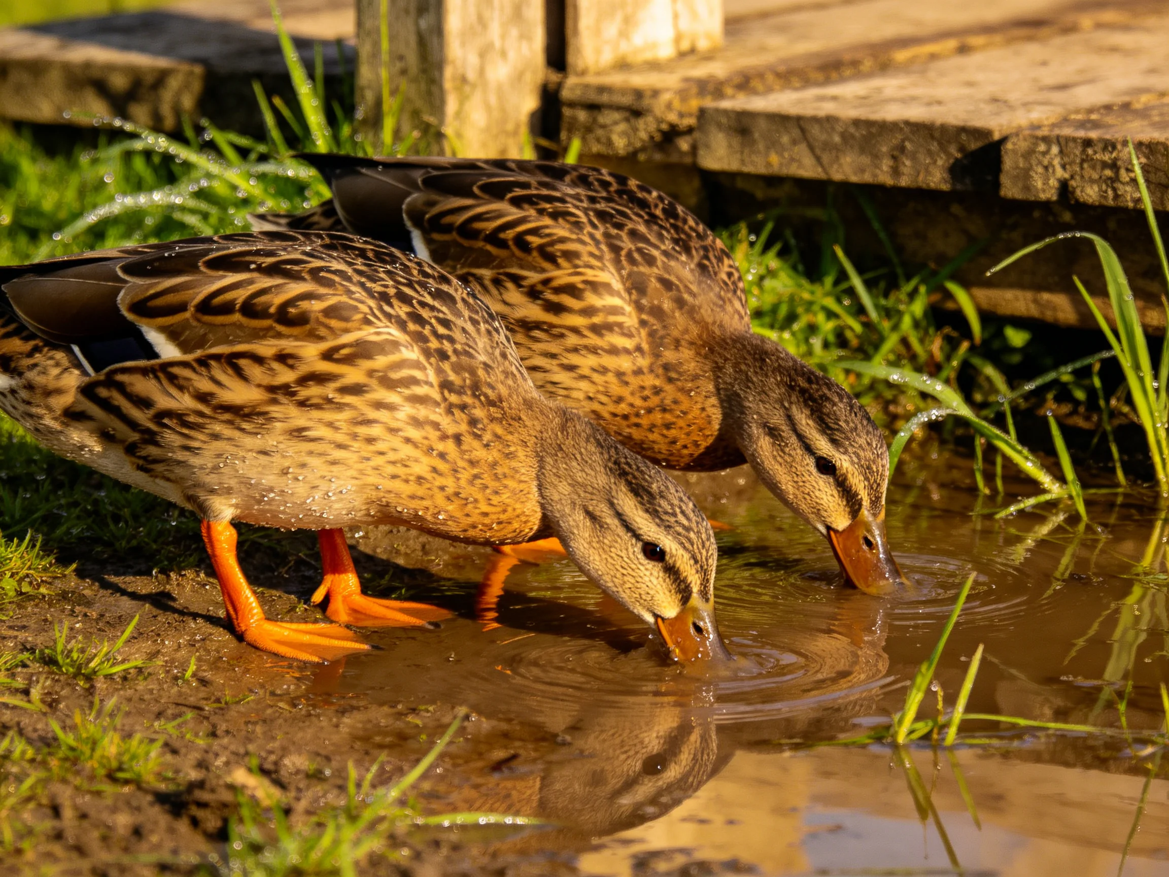 Two ducks with brown and tan plumage drink from a small pond near wooden planks