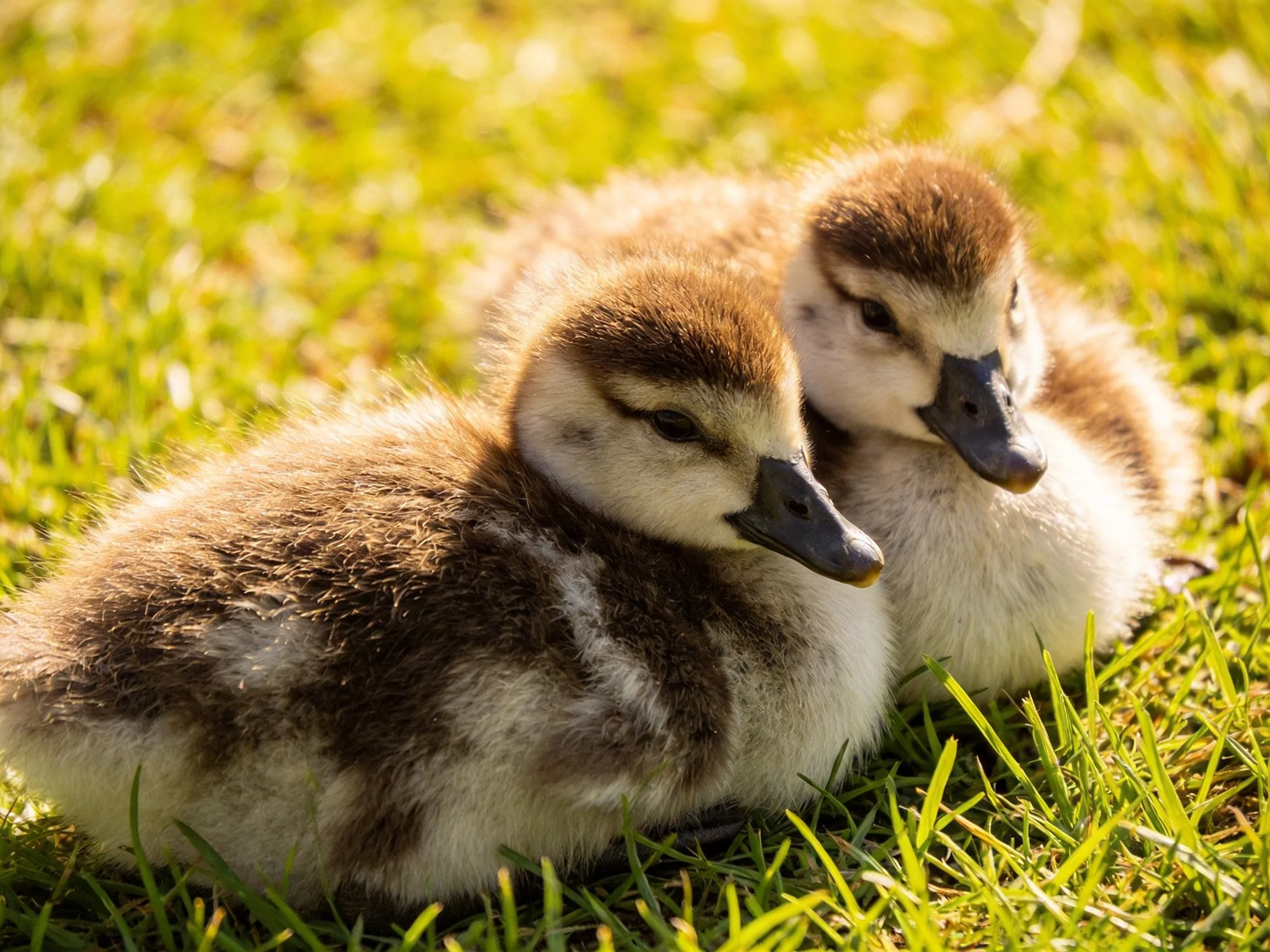 Two fluffy brown-and-white ducklings resting on vibrant green grass