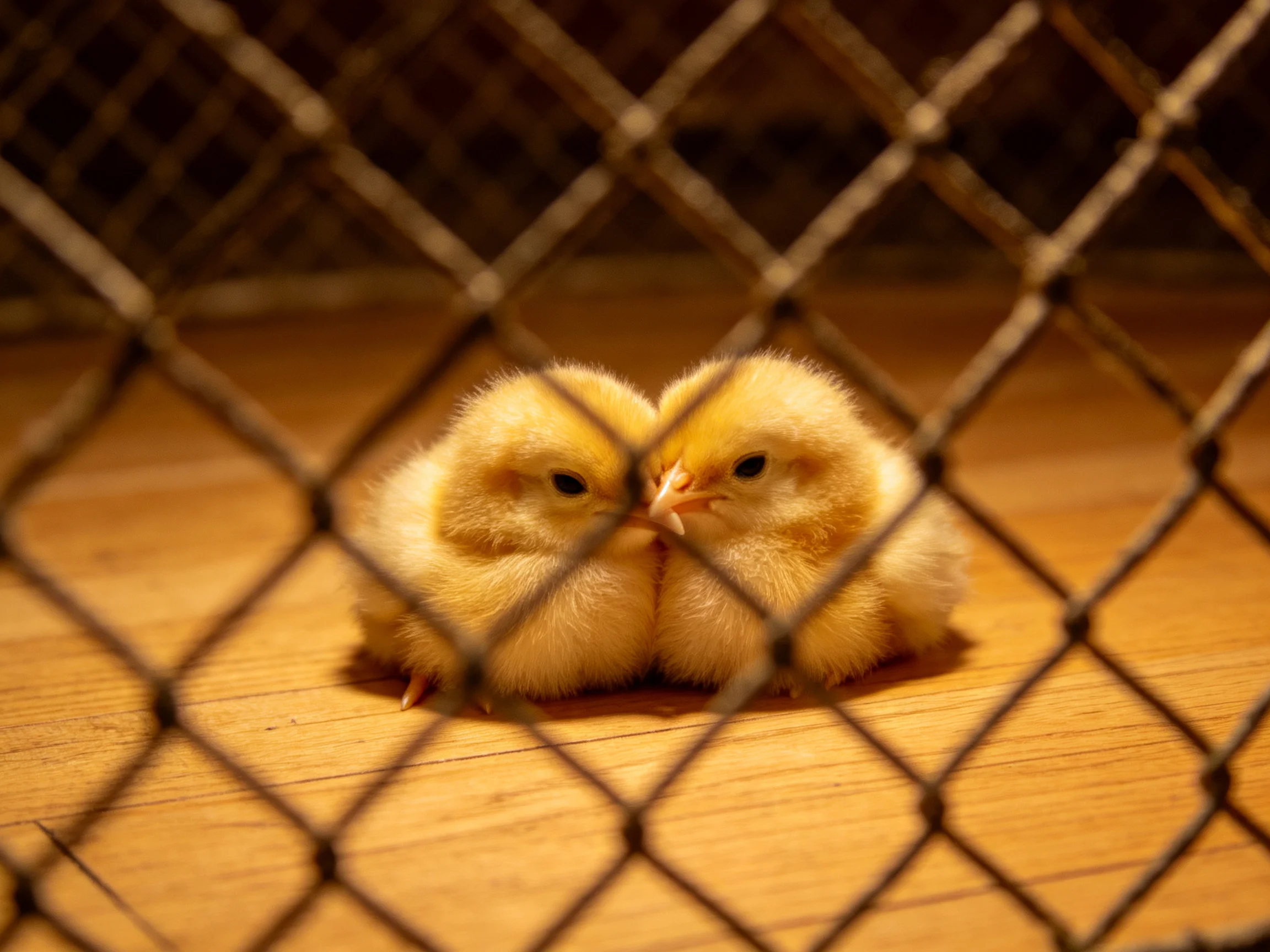 Two fluffy yellow chicks cuddle near a diamond-wire fence on a wooden floor