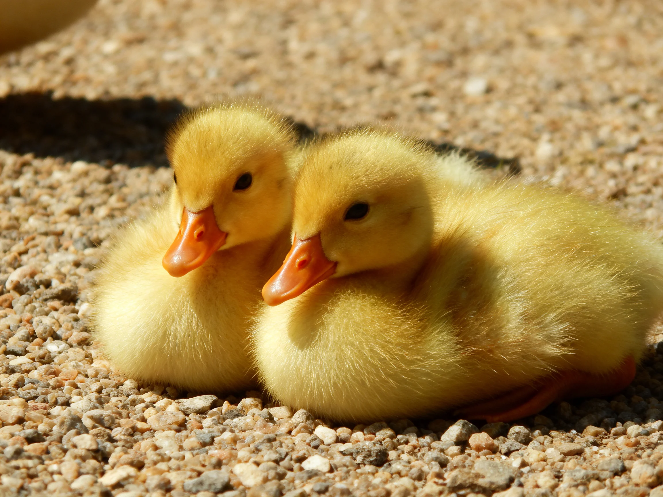 Two fluffy yellow ducklings resting on a pebbly ground