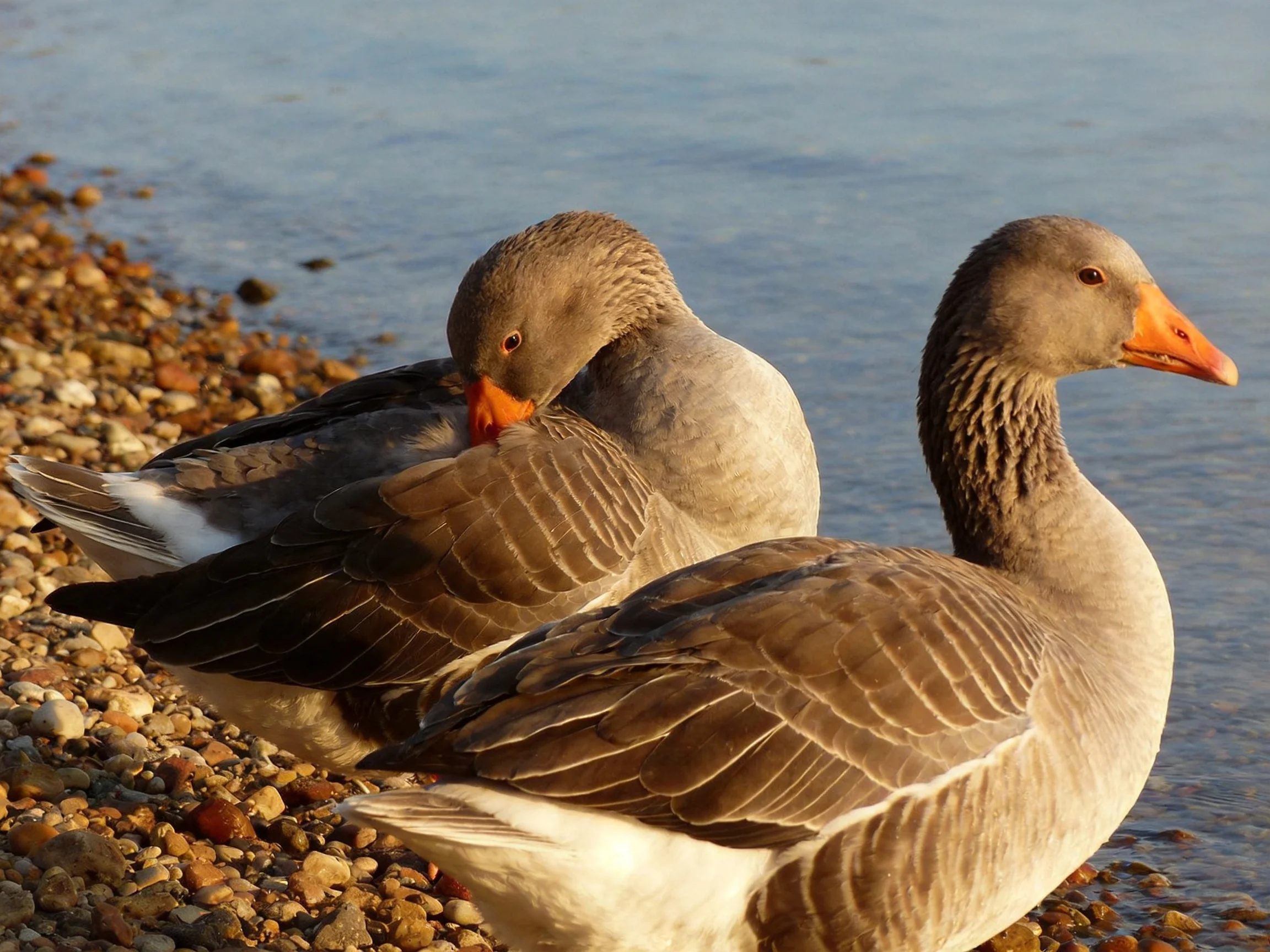 Two gray geese with bright orange beaks on a pebbly shore by the water