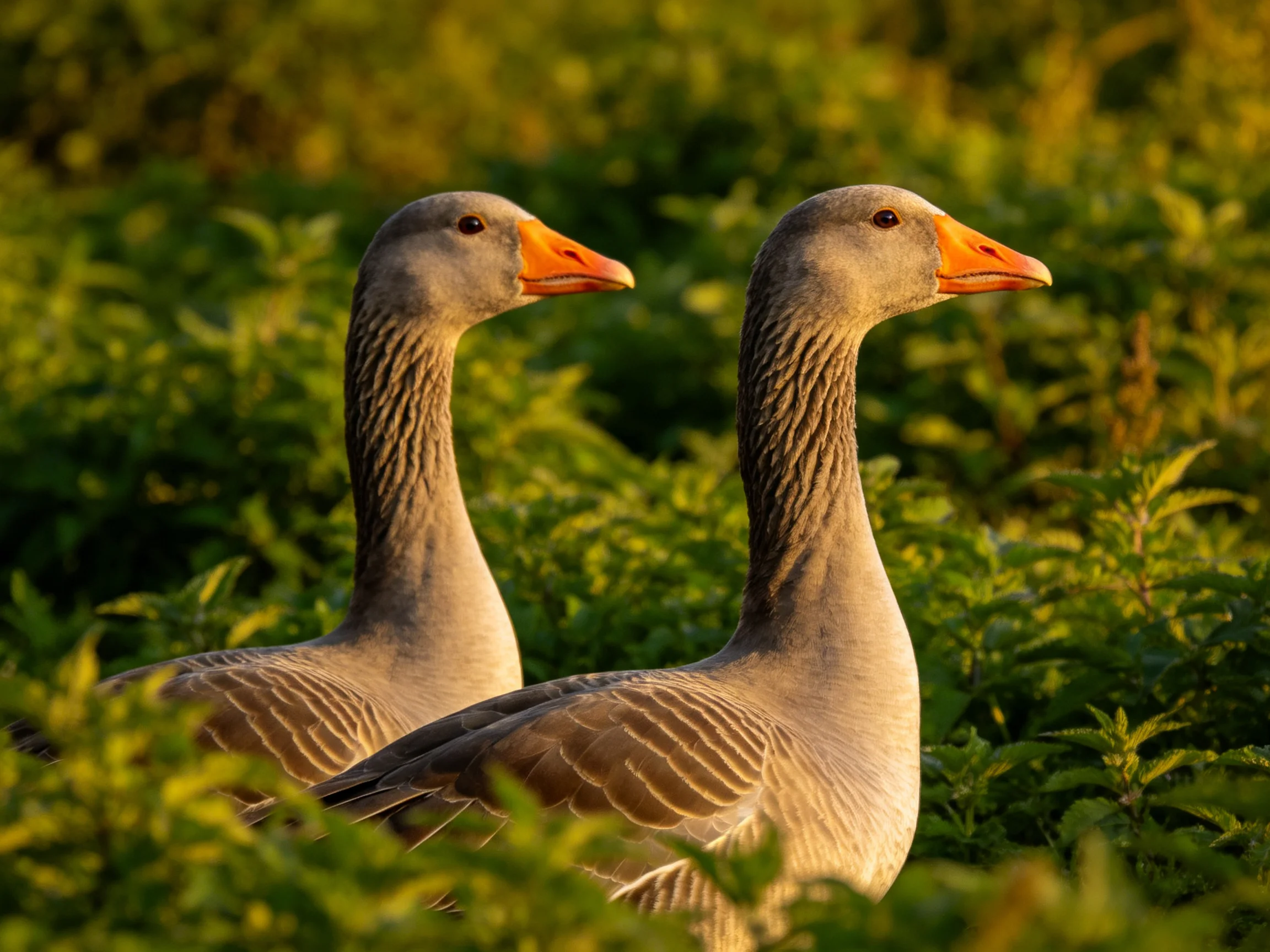 Two gray geese with orange beaks in dense green foliage