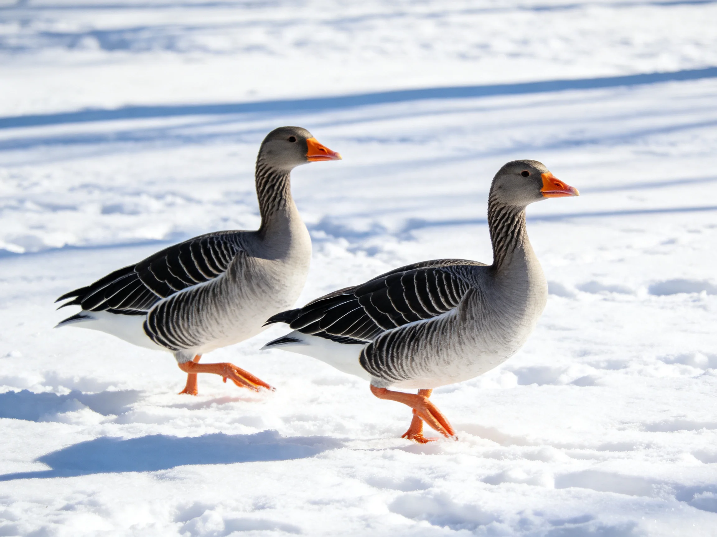 Two gray geese with orange beaks walk on bright white snow