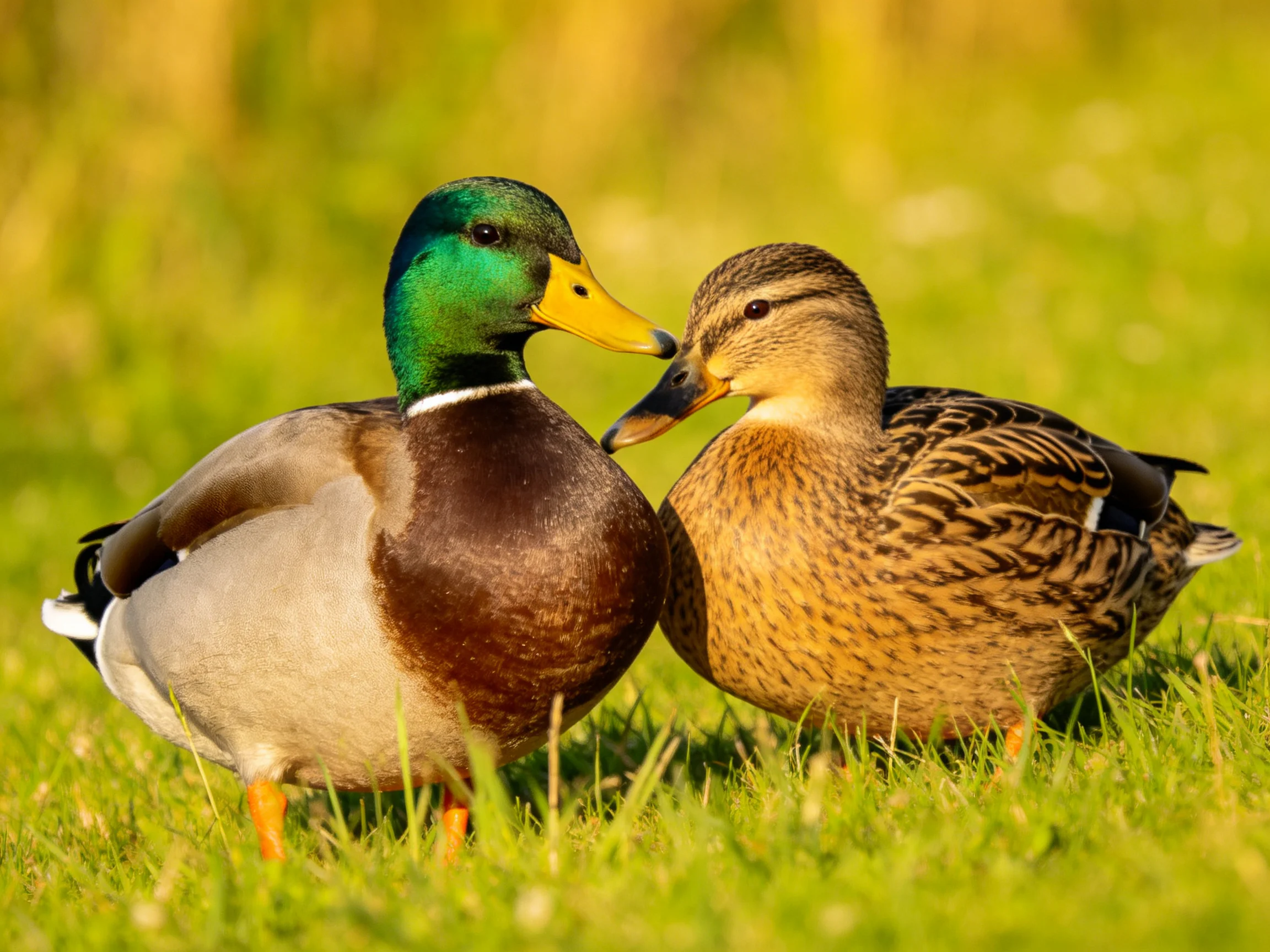 Two mallard ducks nuzzling in sunlit green grass