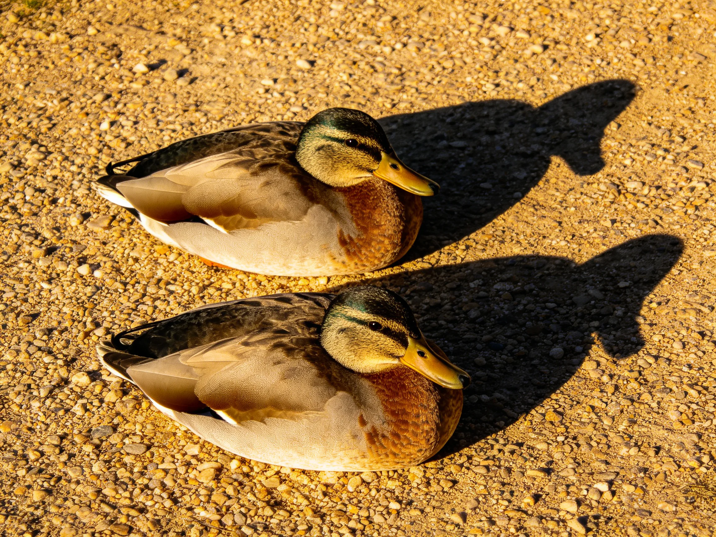 Two mallard ducks rest on a textured gravel path with distinct shadows