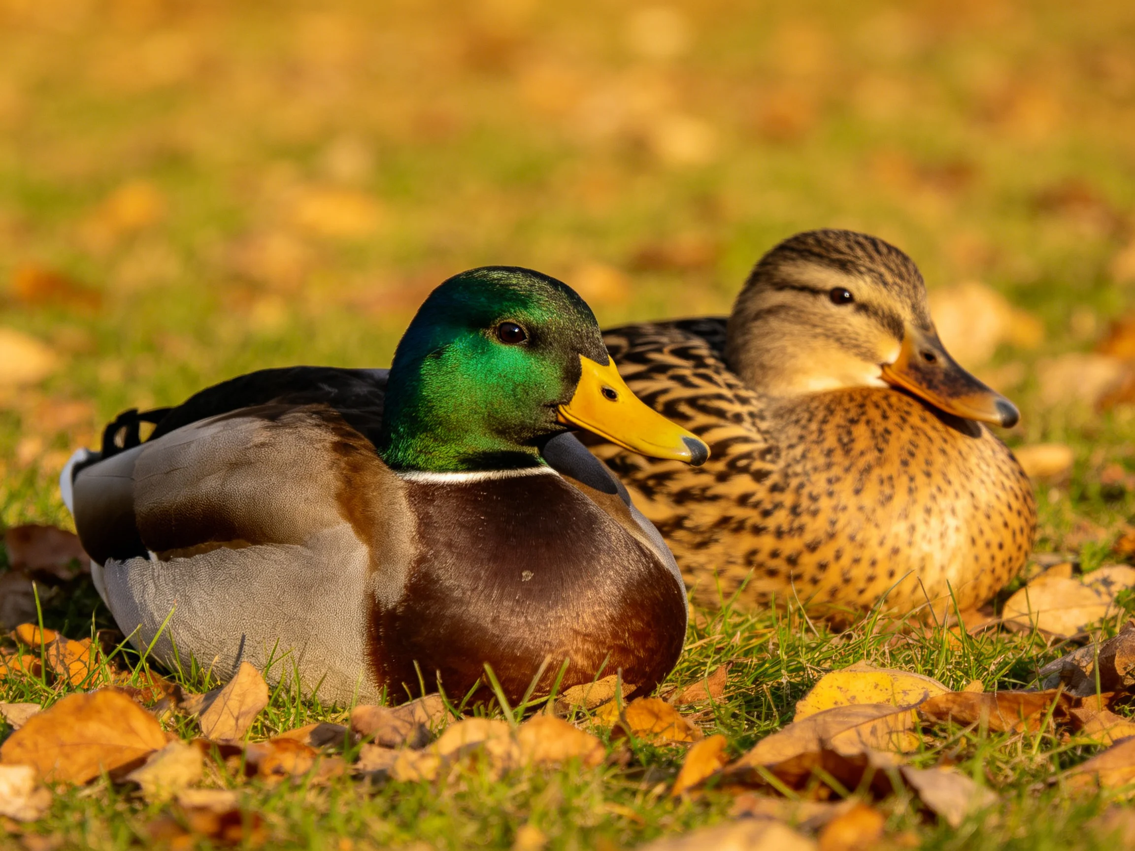 Two mallard ducks resting on autumn grass with fallen leaves