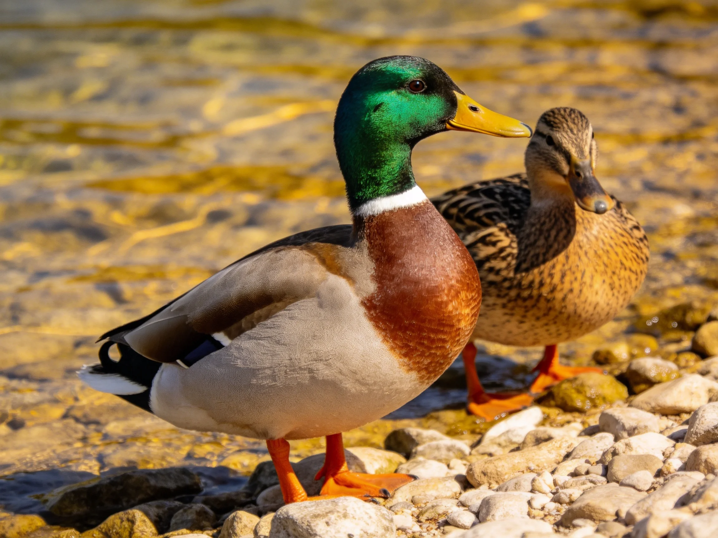 Two mallard ducks standing on rocky shore near clear water