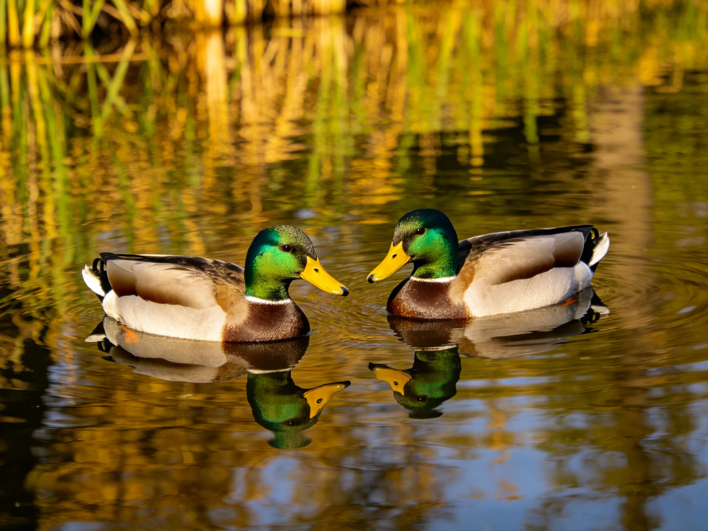 Two mallard ducks swim side by side near golden reed waters