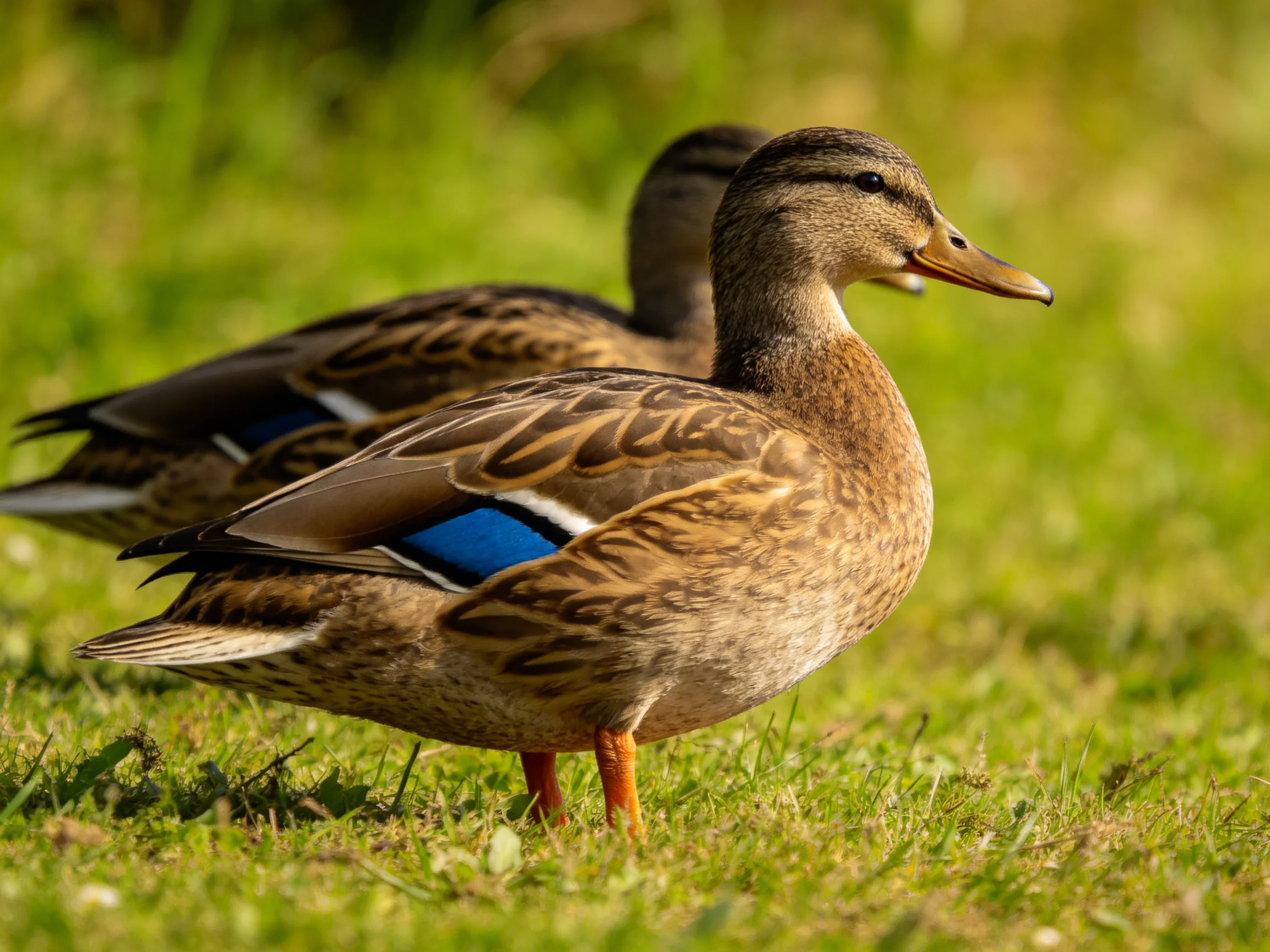 Two mallard ducks with brown plumage and blue wing patches on green grass