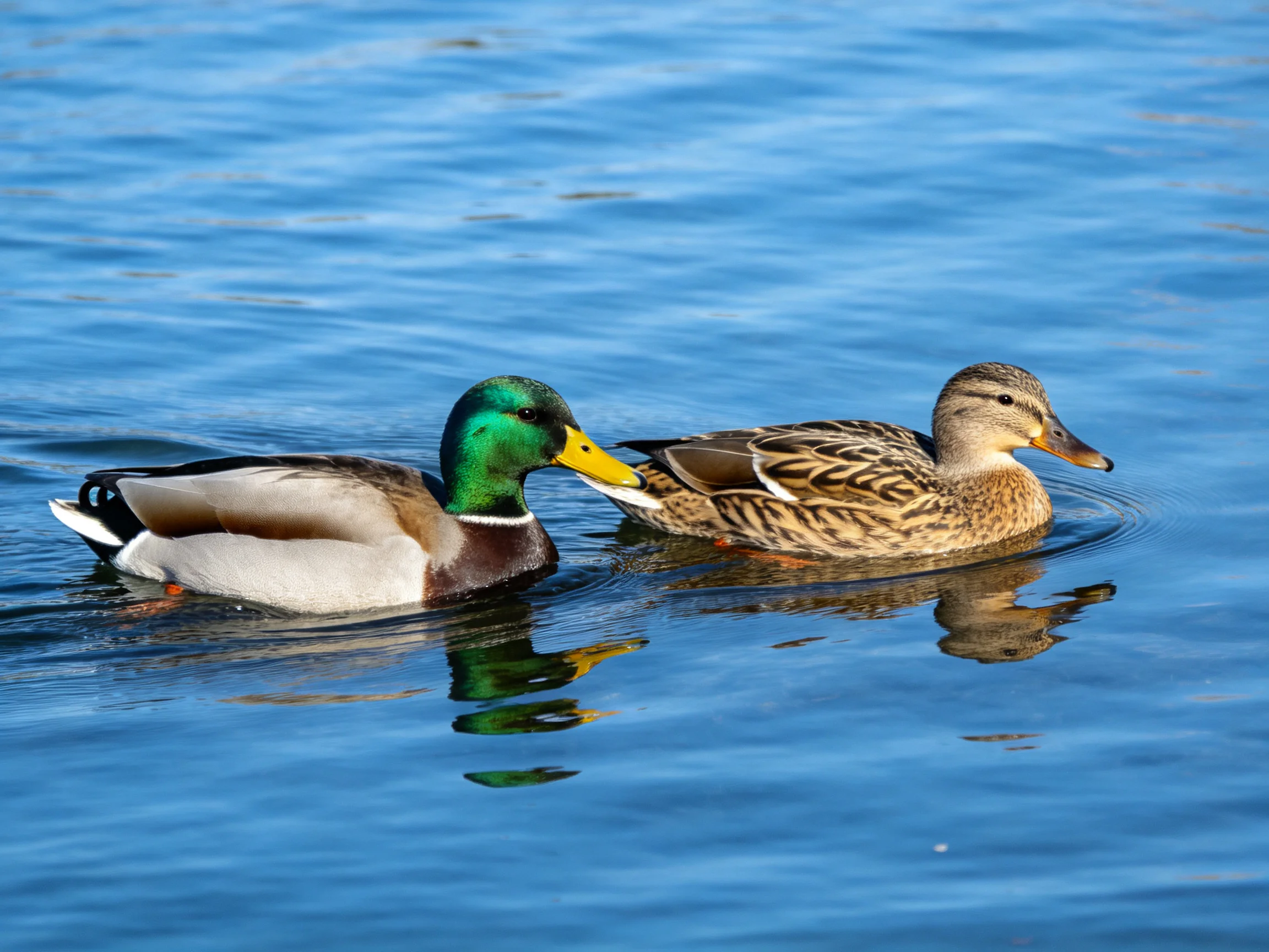 Two mallard ducks with colorful plumage swim in calm blue water