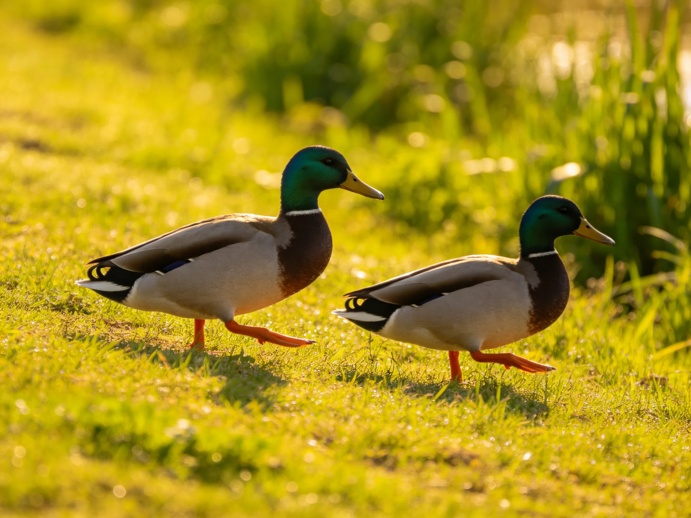 Two mallard ducks with green heads stroll on sunlit grass beside tall vegetation