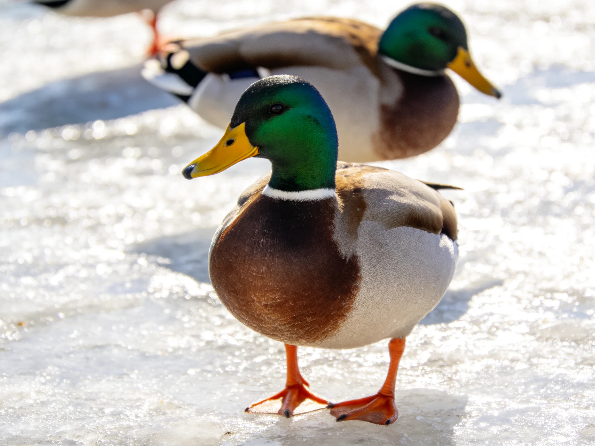 Two mallard ducks with iridescent green heads on a glistening icy surface