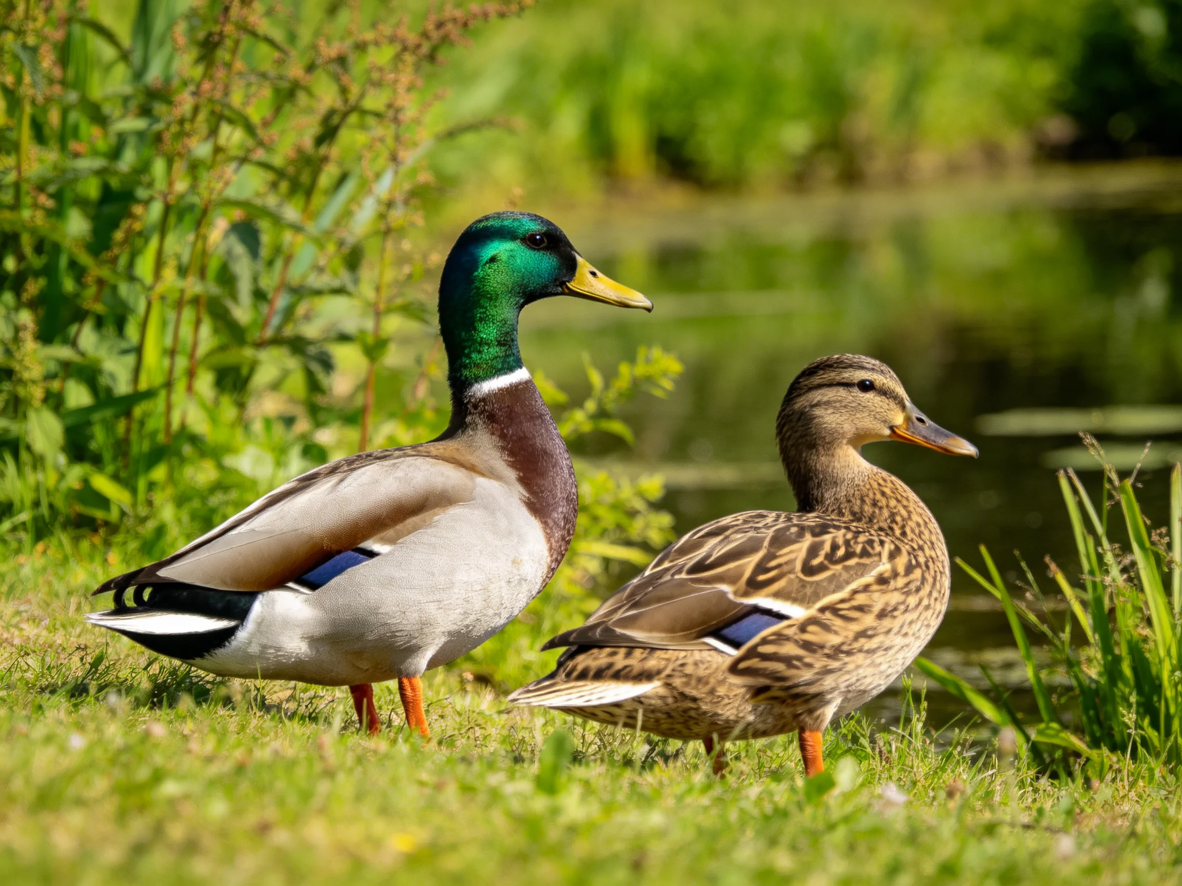 Two mallards, one with green head, one with brown feathers, near water