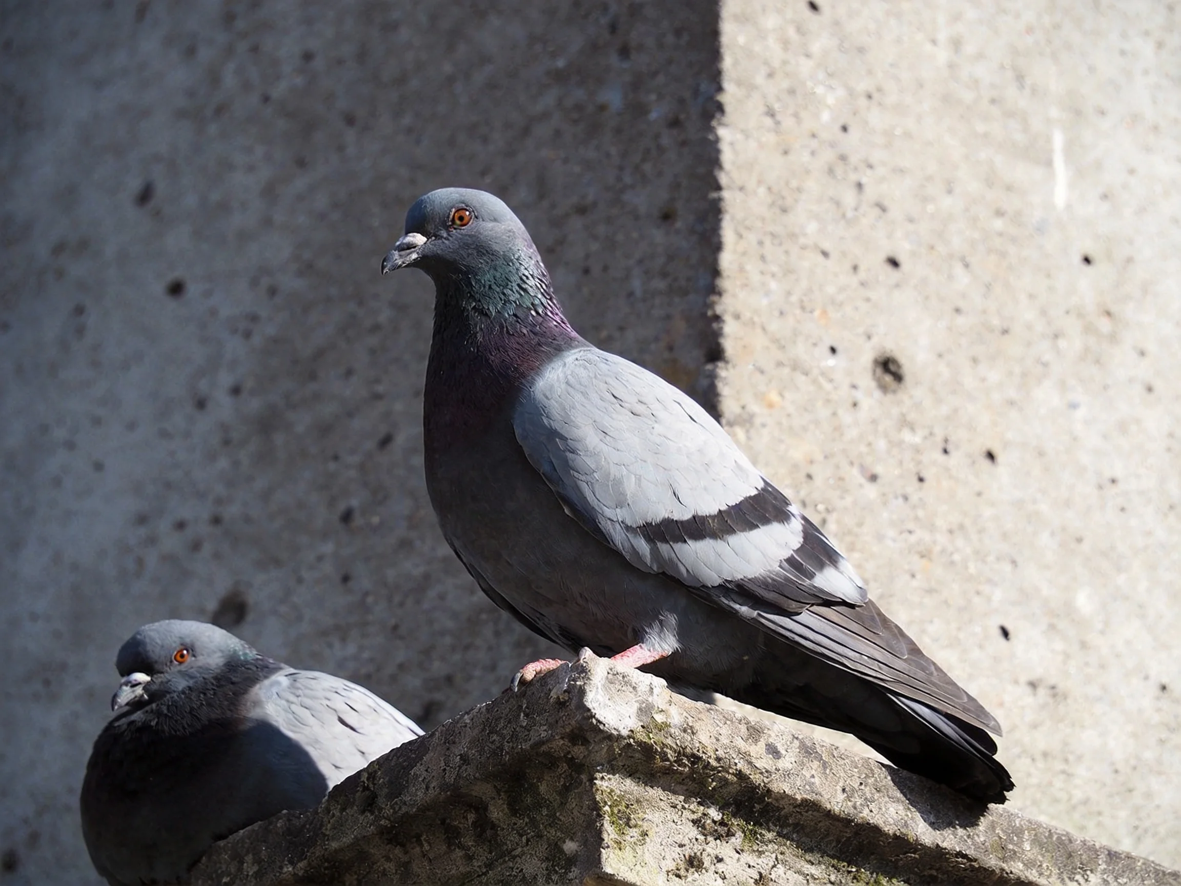 Two pigeons perch on weathered stone near textured concrete walls