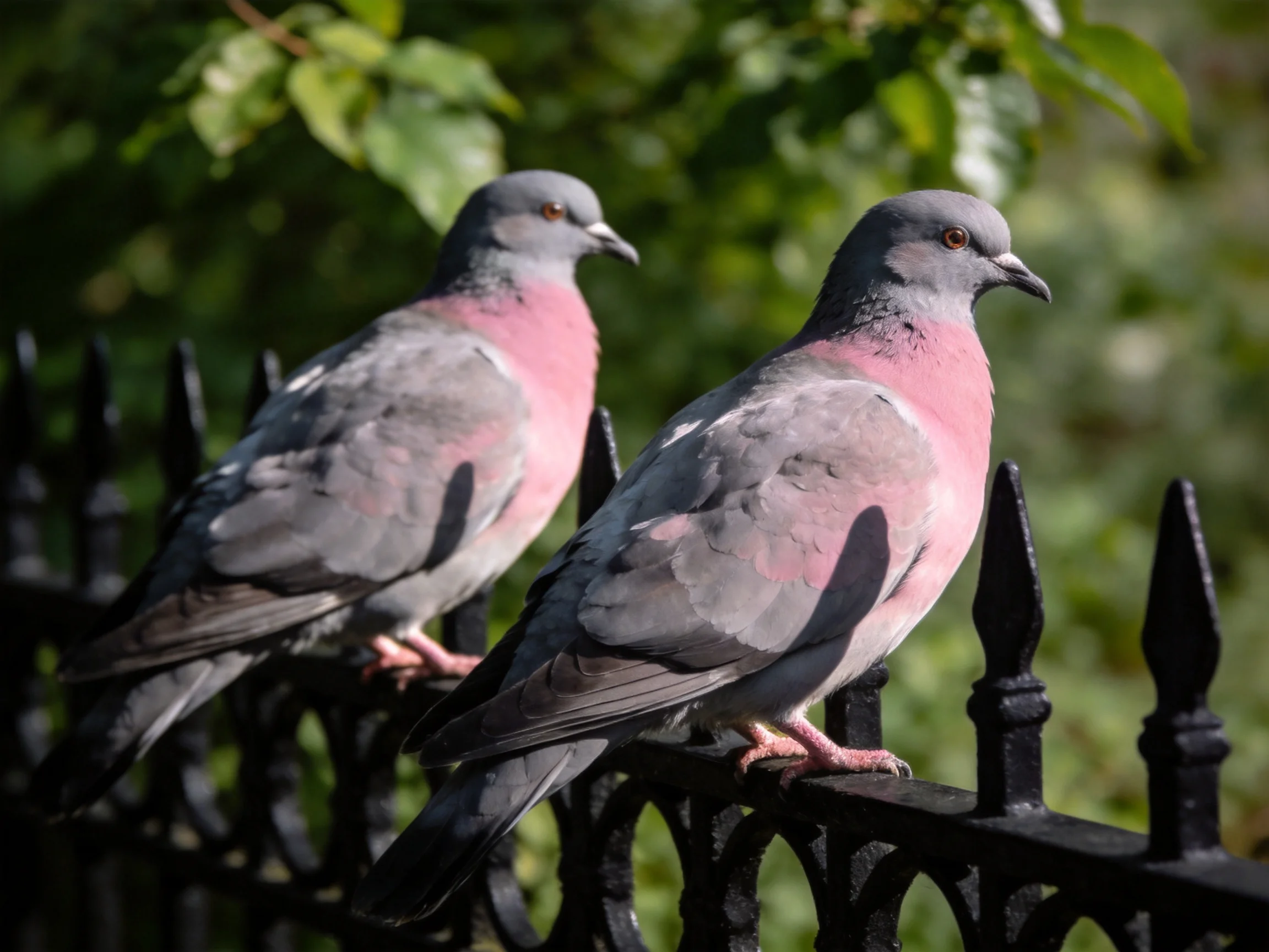 Two pink-throated pigeons perched on an ornate black fence
