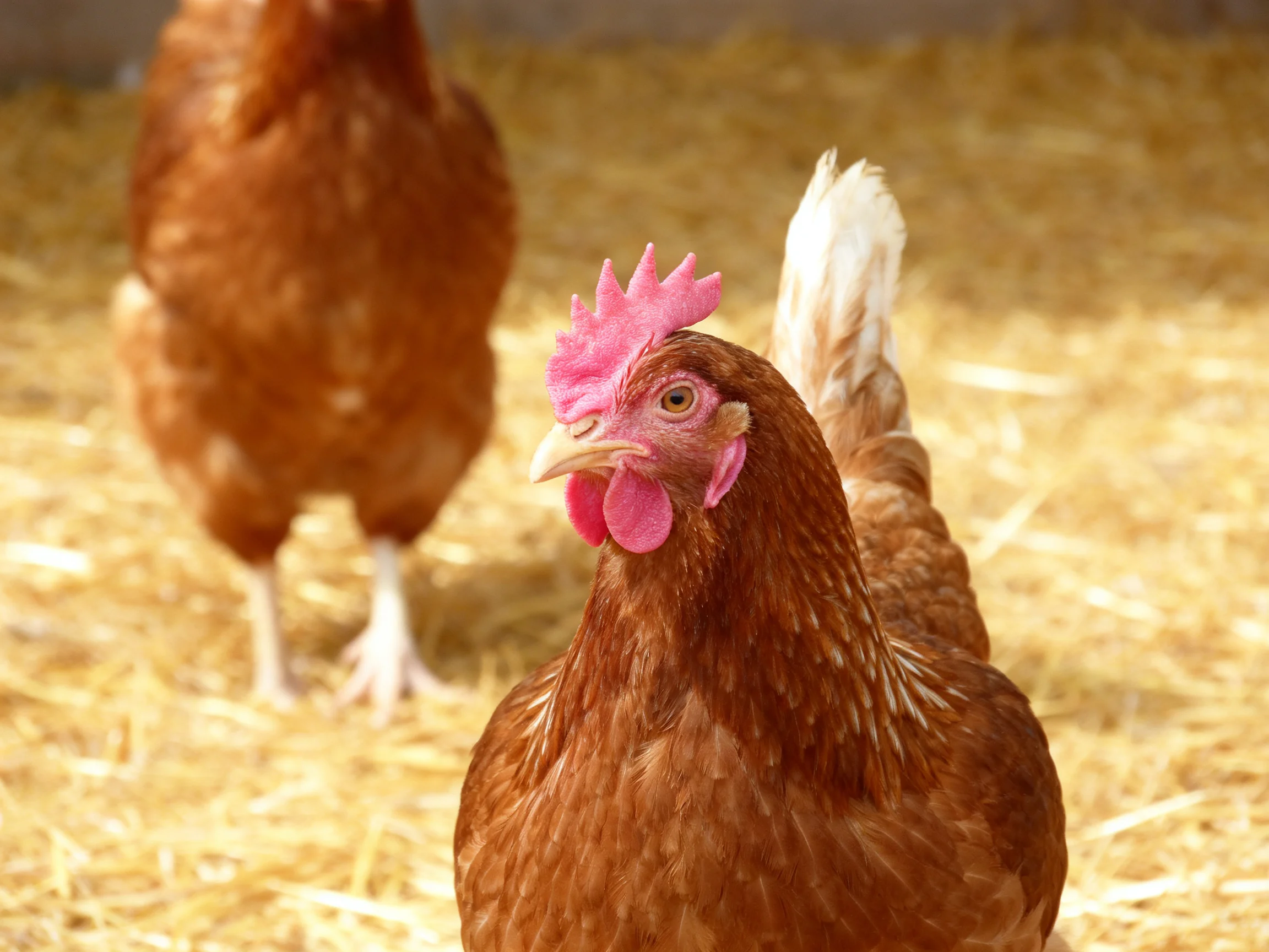 Two reddish-brown chickens on golden straw bedding