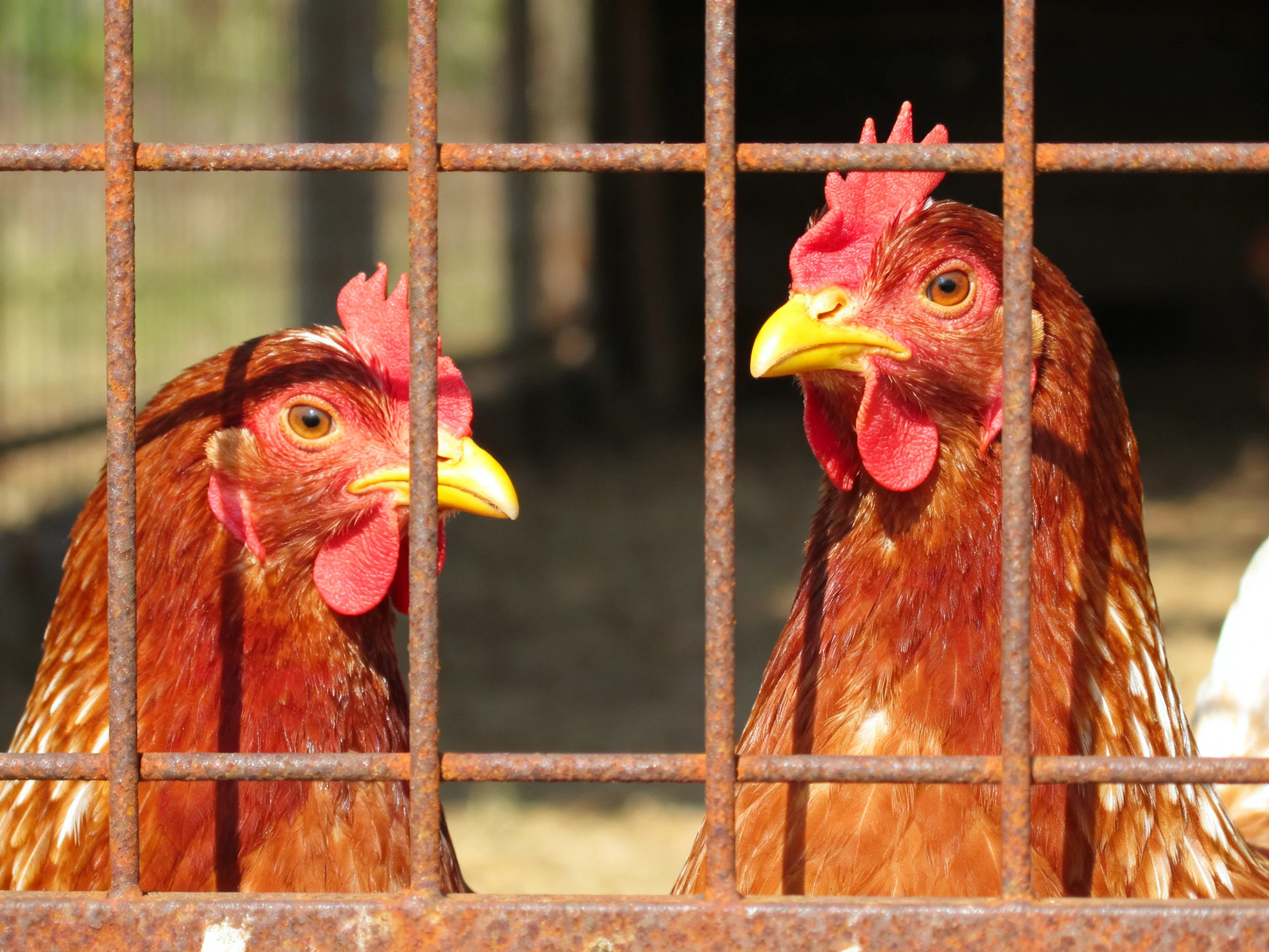 Two reddish-brown hens behind an aged rusted metal grid