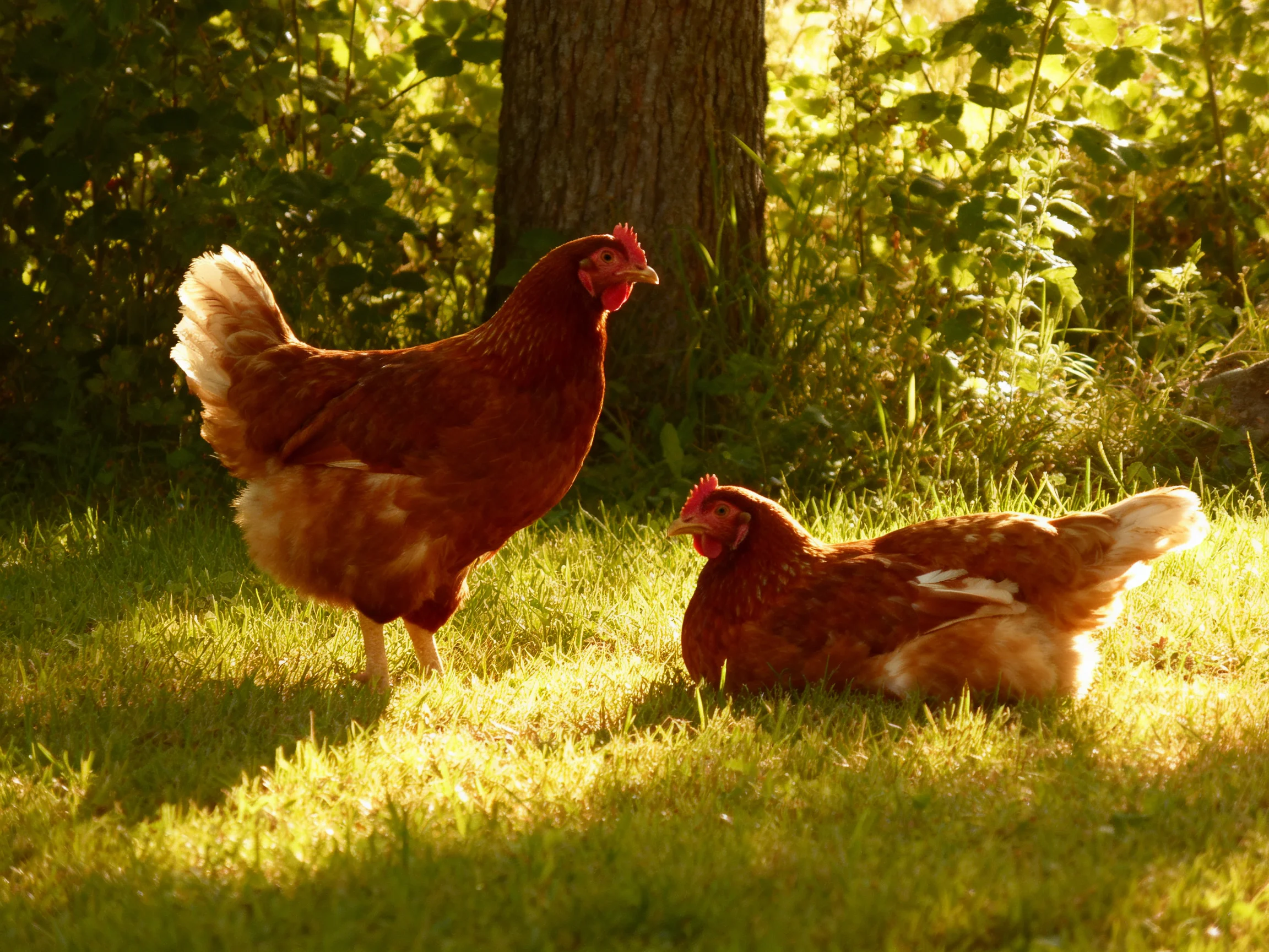 Two reddish-brown hens in a sunlit grassy area near a tree