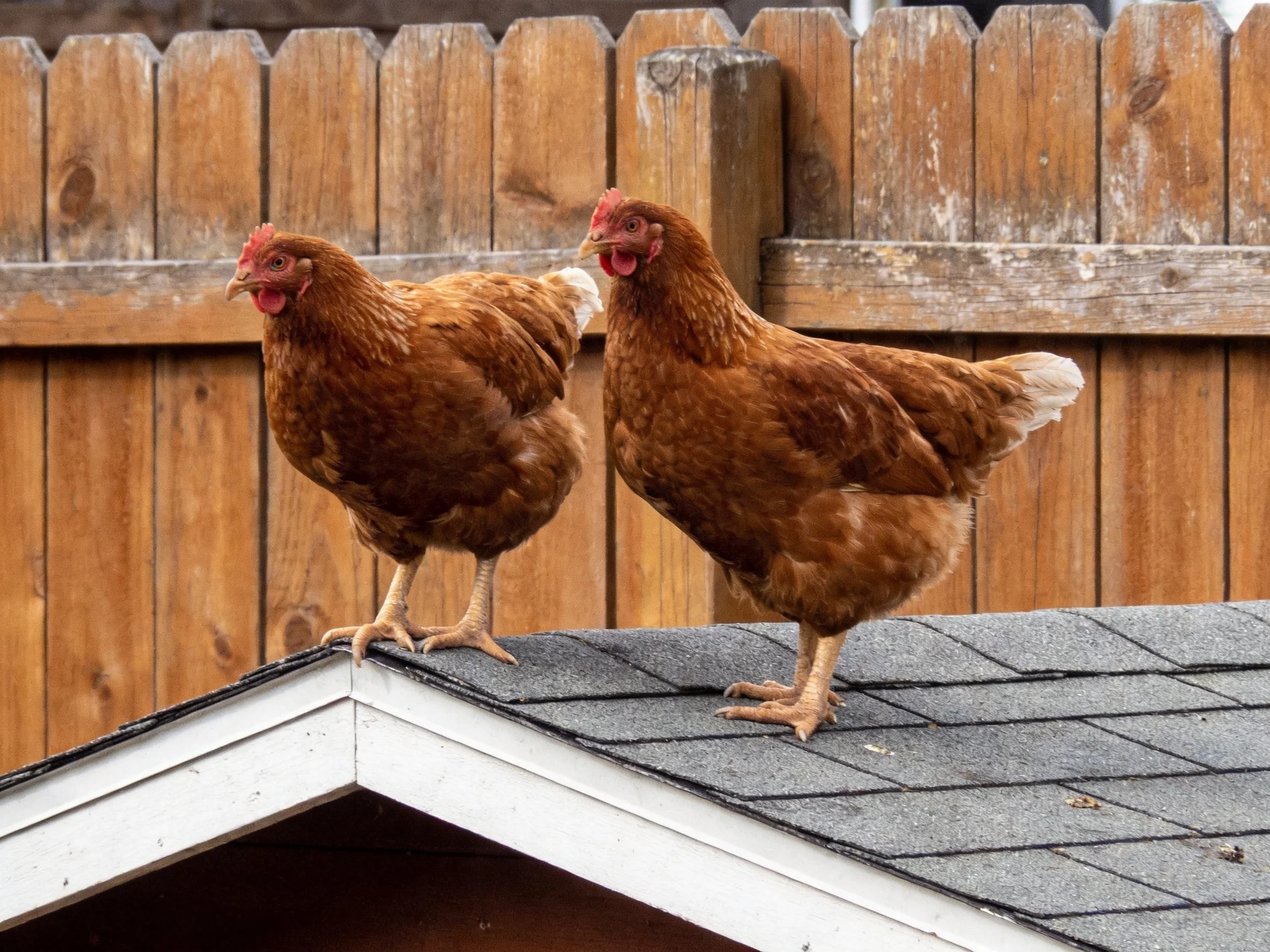 Two reddish-brown hens stand on a gray shingled roof near a wooden fence