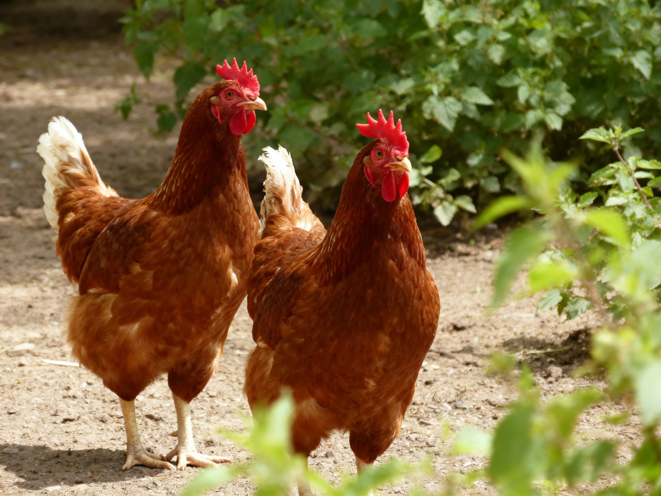Two reddish - brown hens with bright red combs in a greenery - filled outdoor area