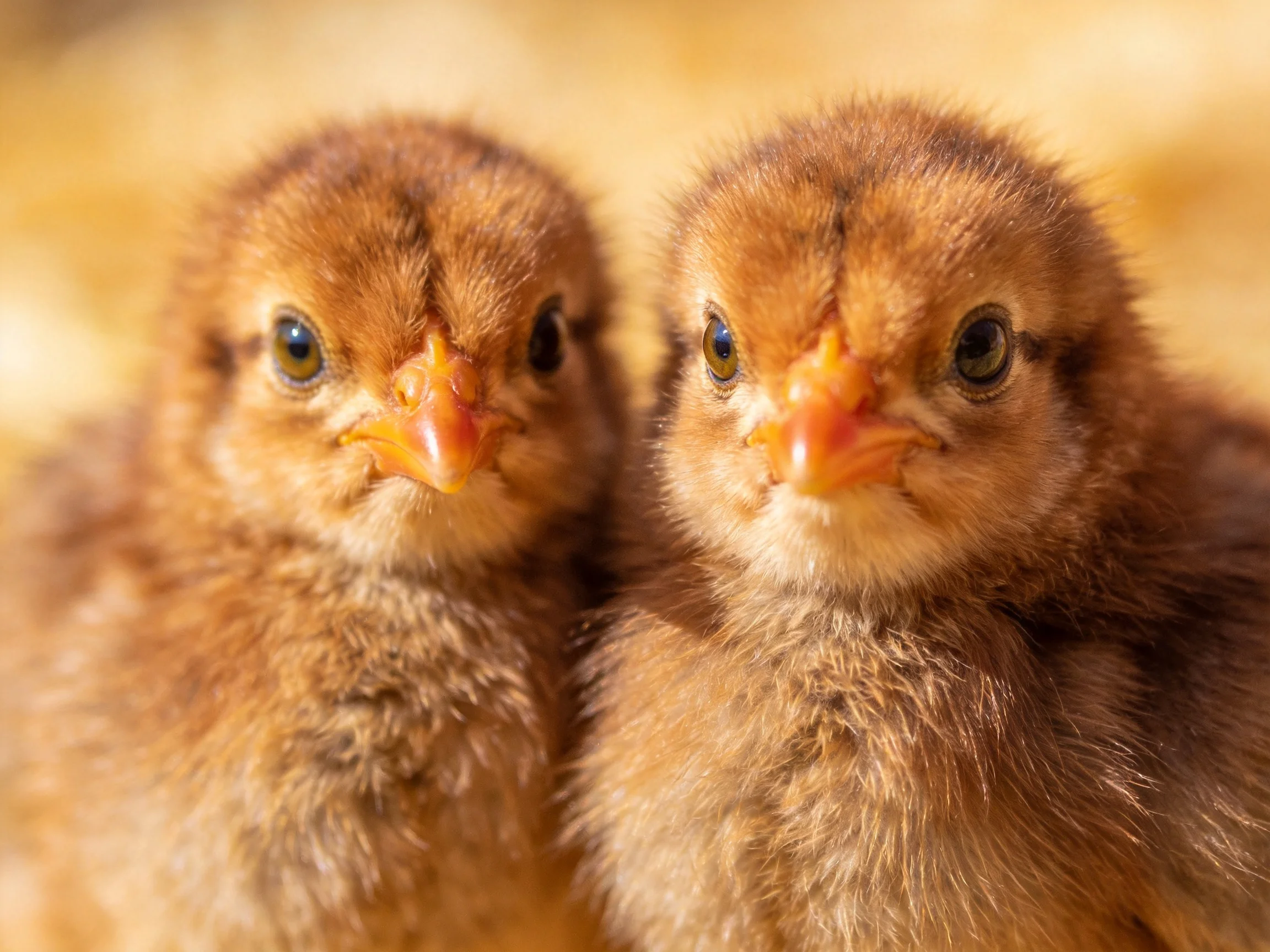 Two small brown chicks huddled closely together
