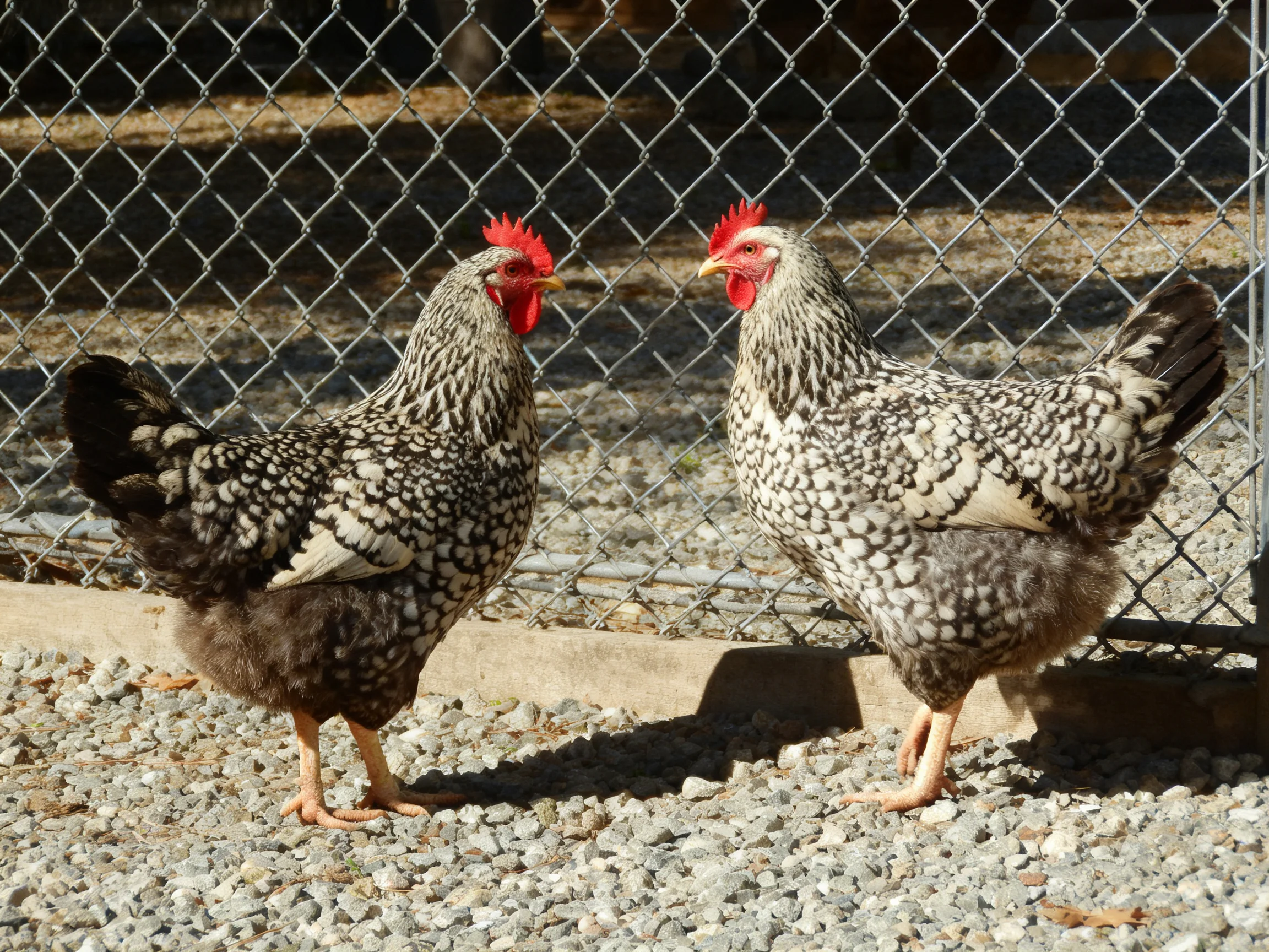 Two speckled hens stand beside a chain-link fence on gravel