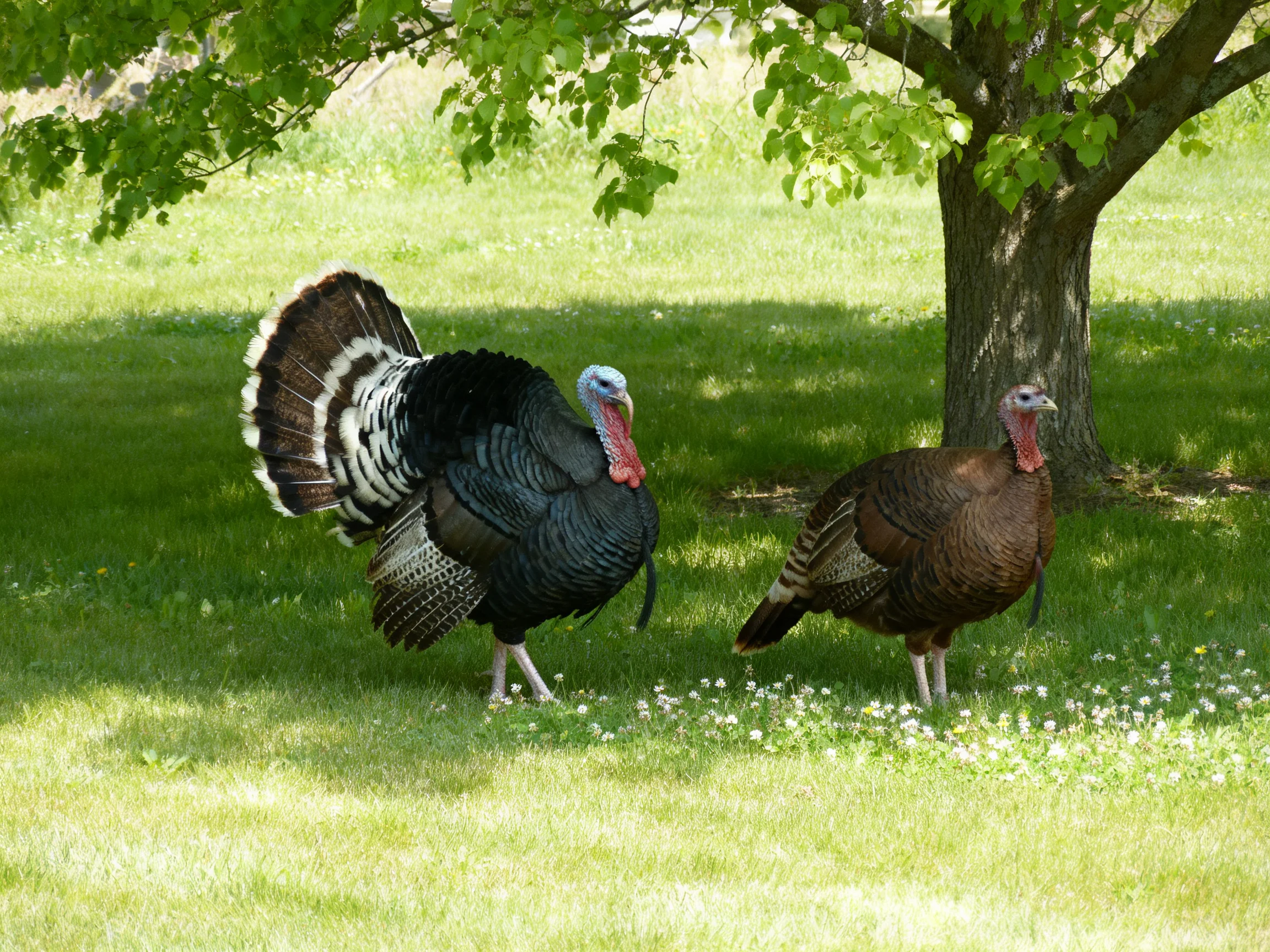 Two turkeys, one black with fanned tail feathers, one brown, under a leafy tree