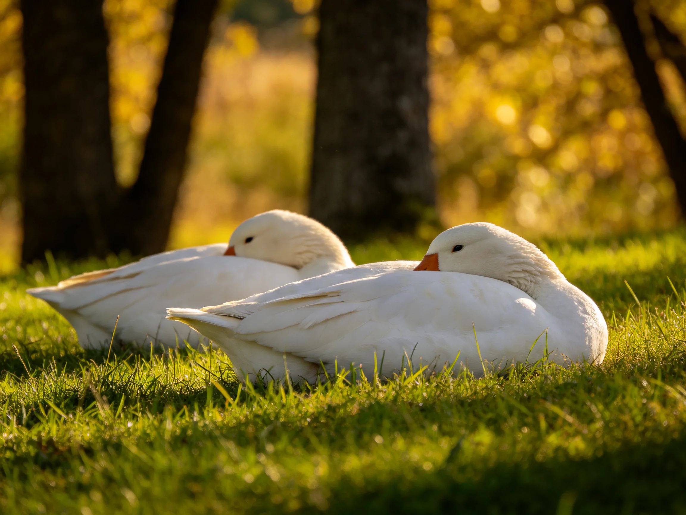 Two white birds rest on lush green grass near tall trees with golden sunlight