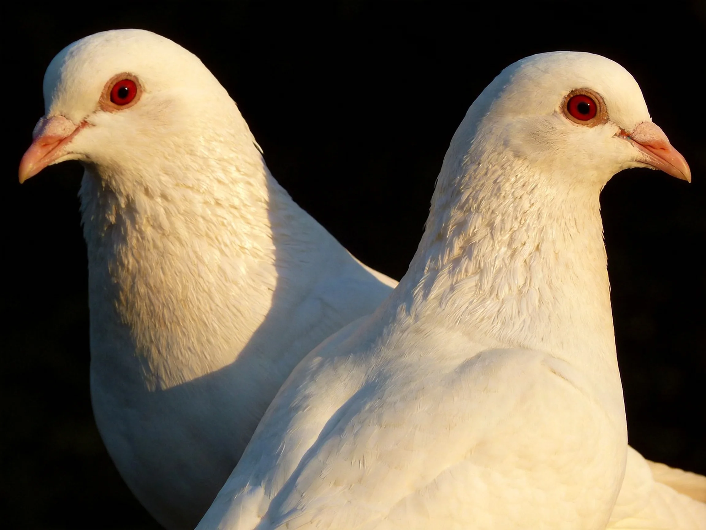 Two white doves with red eyes positioned near one another