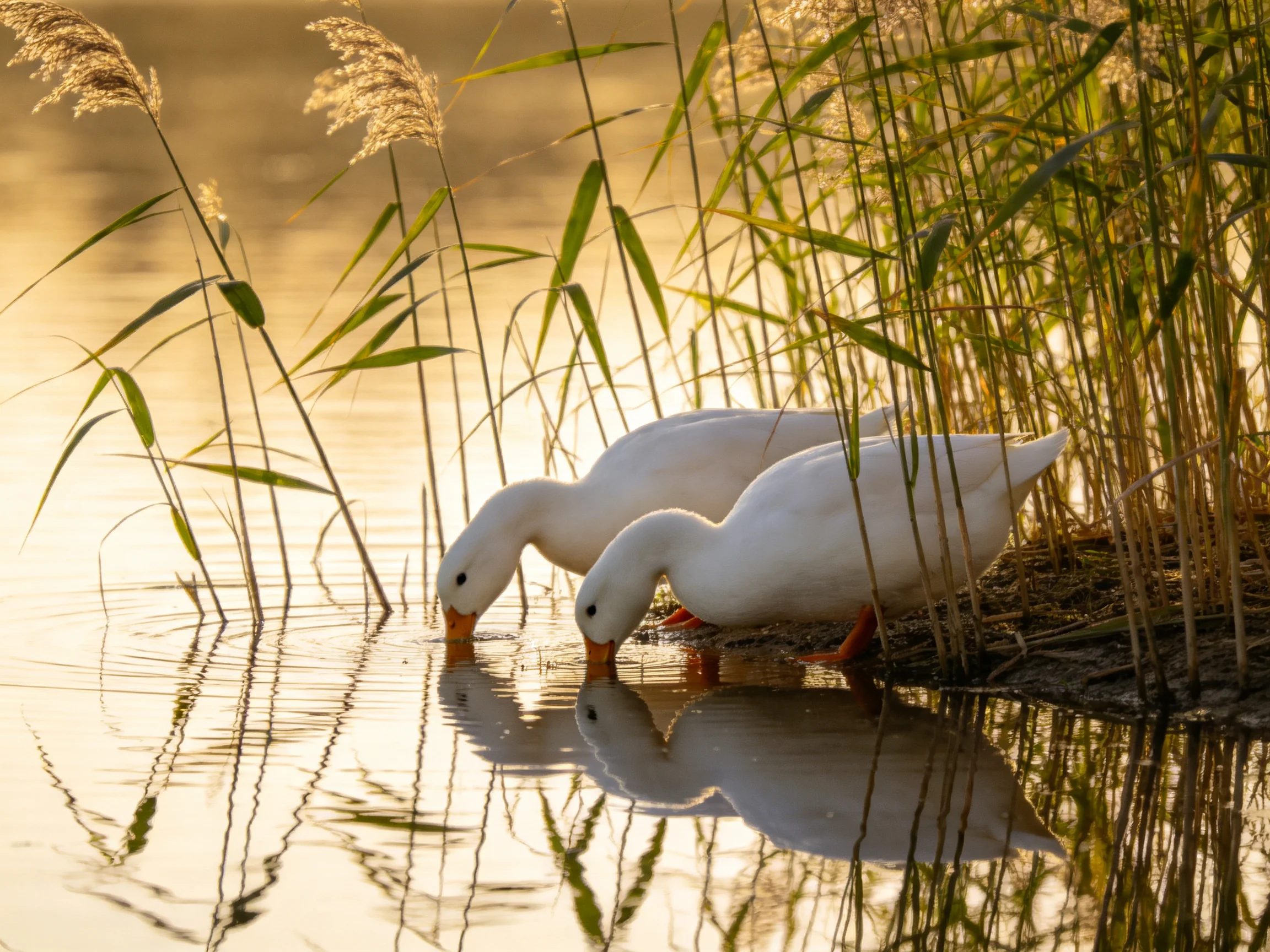 Two white ducks drink from calm water beside tall golden reeds