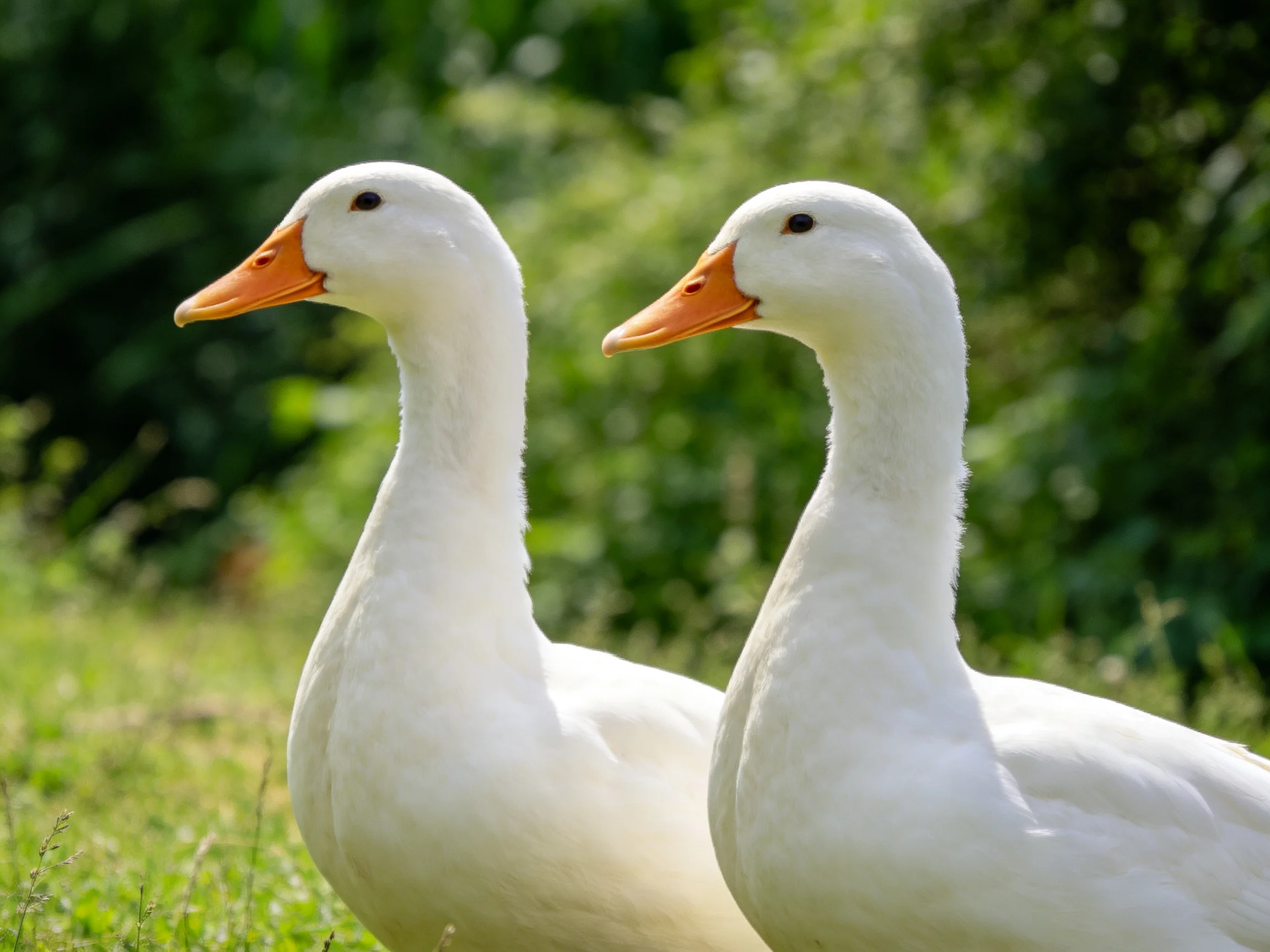 Two white ducks with bright orange beaks on a grassy field near dense green foliage