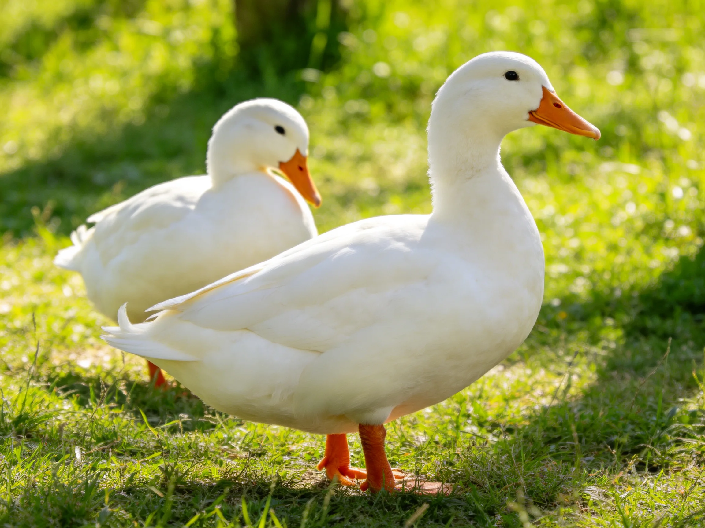 Two white ducks with orange beaks and feet on lush green grass