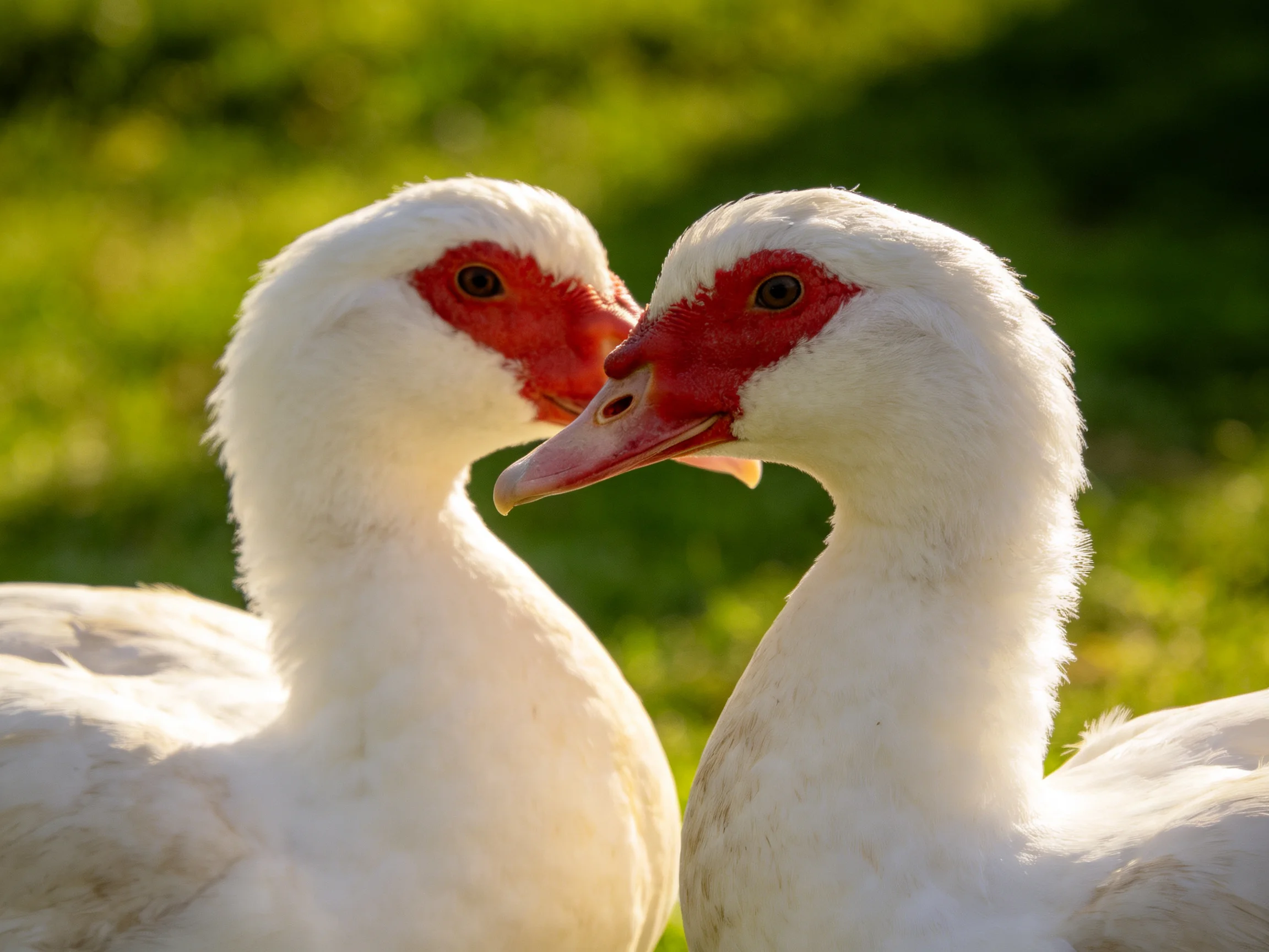 Two white ducks with red facial patches nuzzling in a sunlit green field