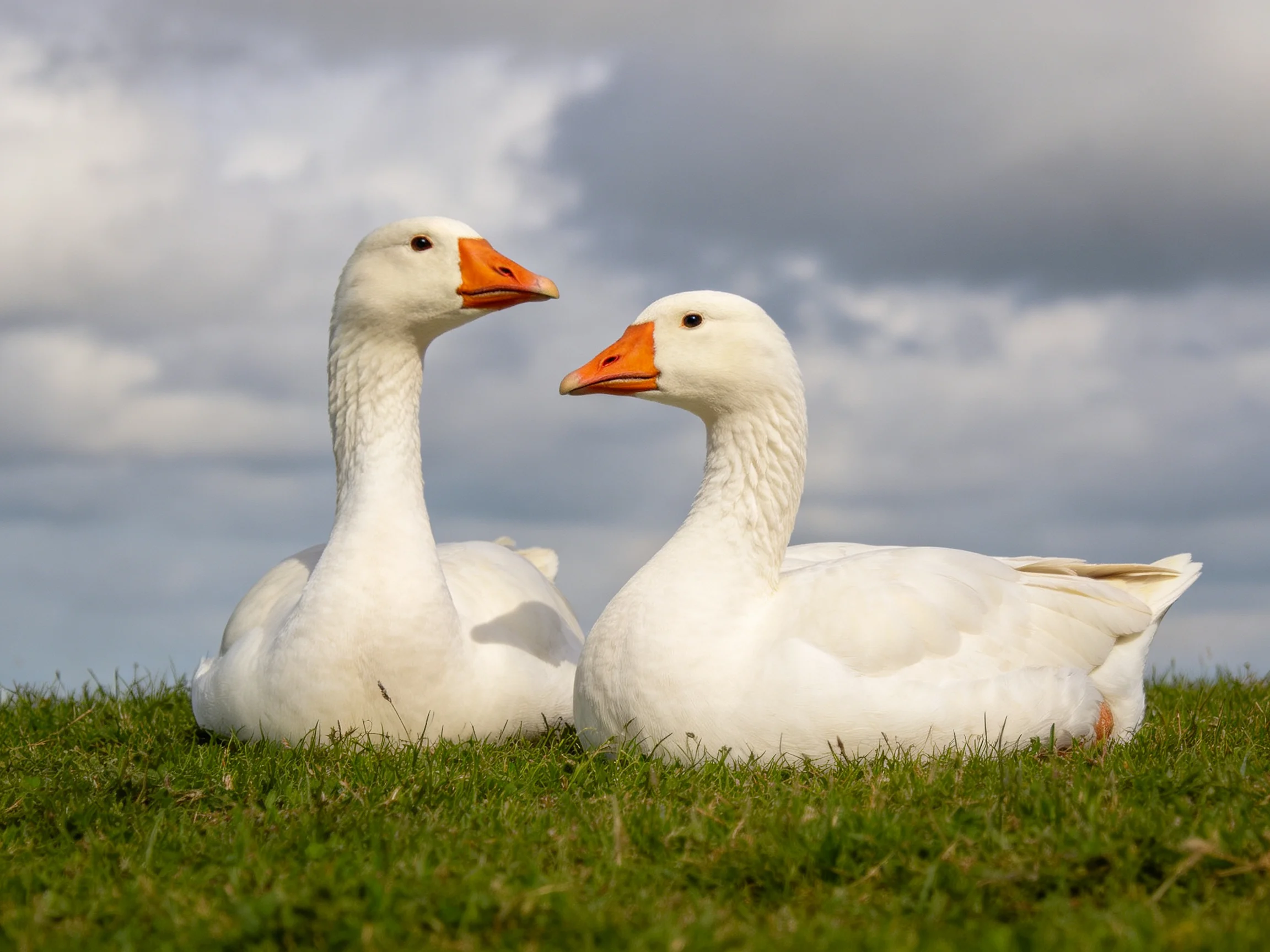 Two white geese rest on green grass with a cloudy sky overhead