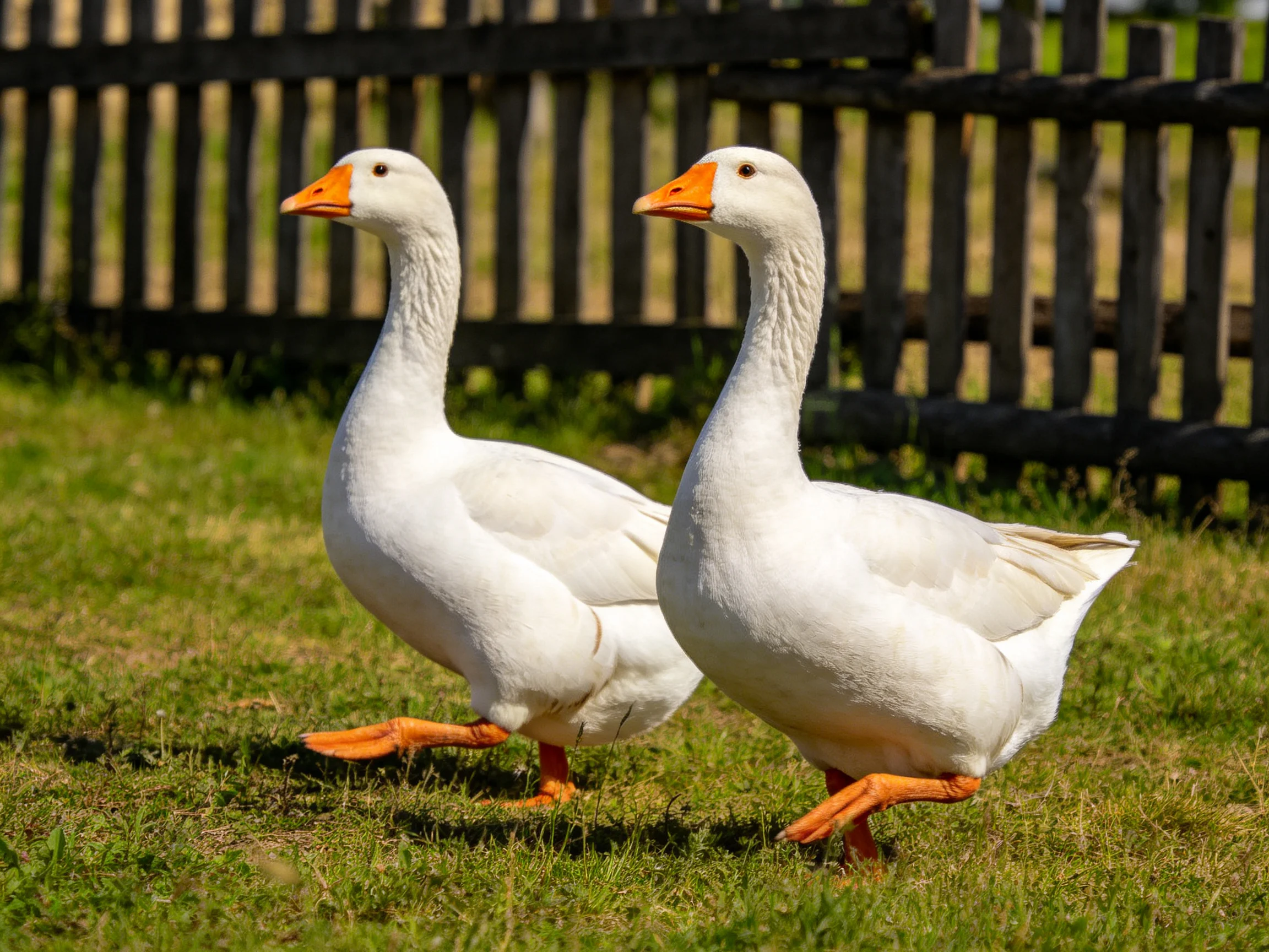 Two white geese with orange beaks walk on green grass near a wooden fence.