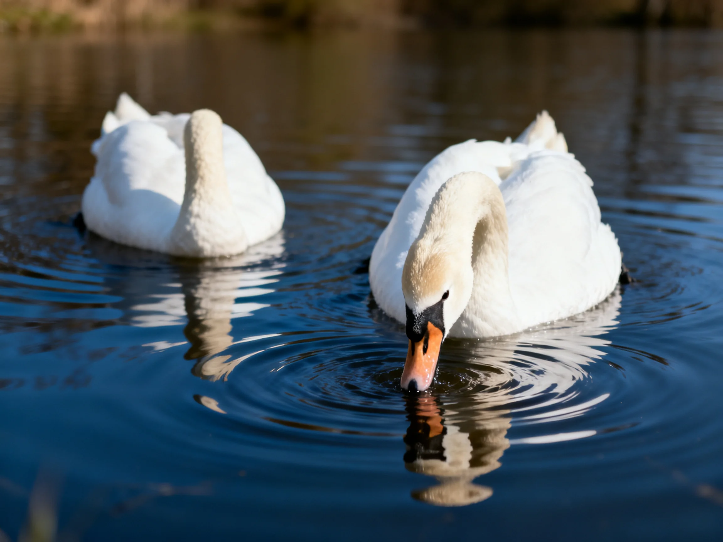 Two white swans glide across calm blue water near a shoreline