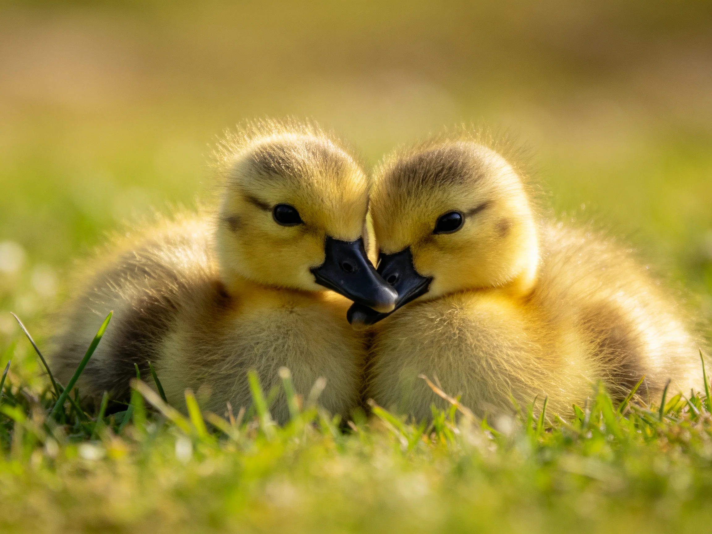 Two yellow ducklings nuzzling in sunlit grass