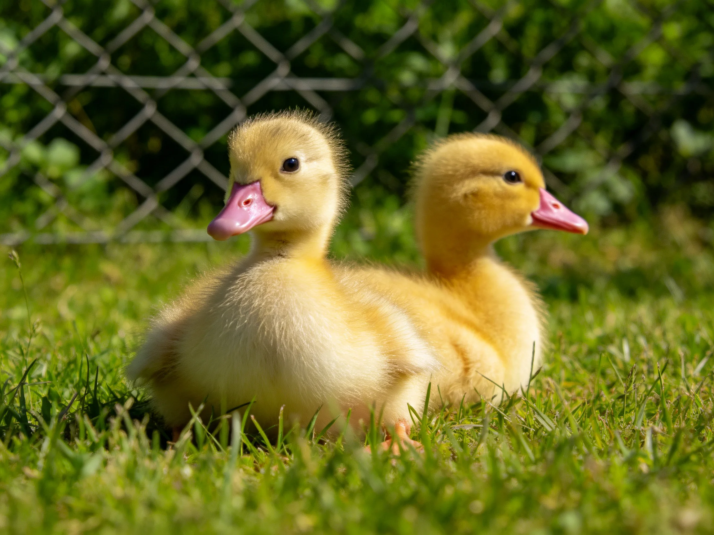 Two yellow ducklings rest on green grass near a chain-link fence