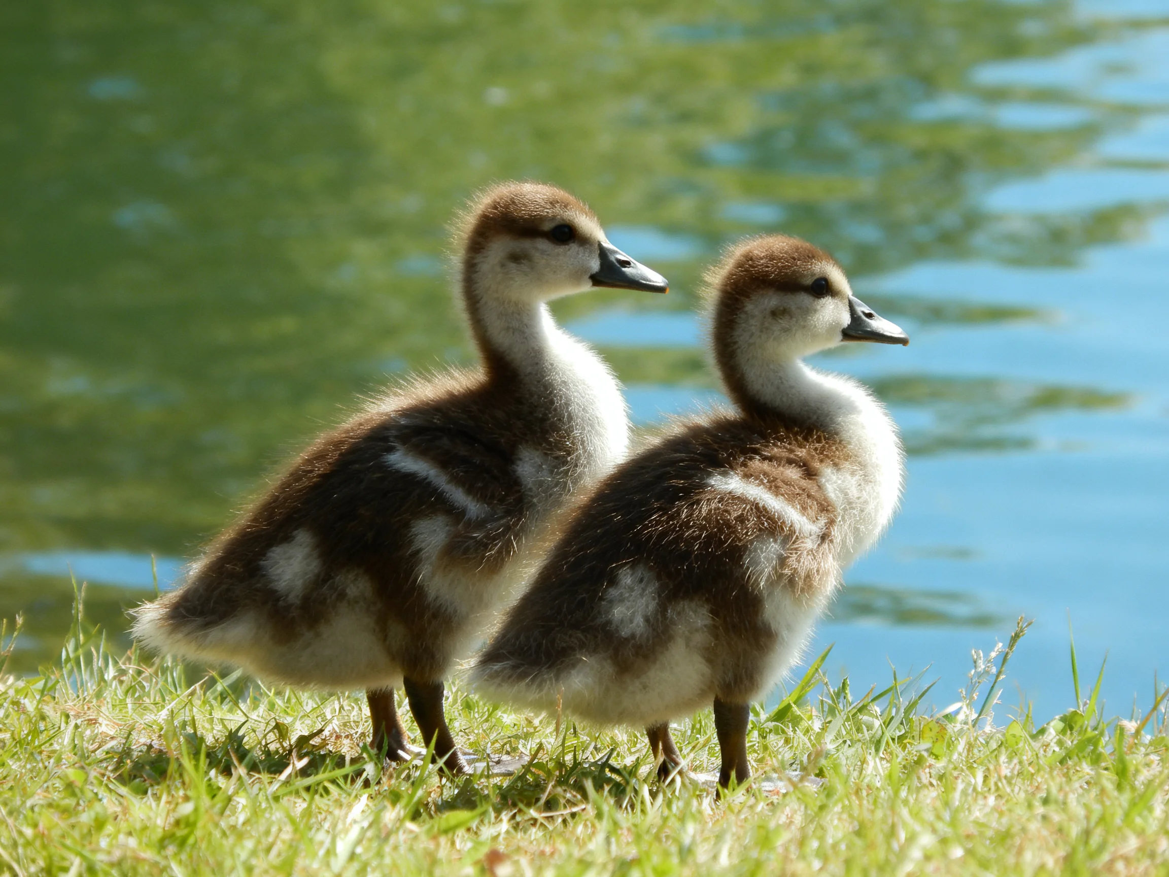 Two young brown-and-white ducklings stand by a calm blue-green pond