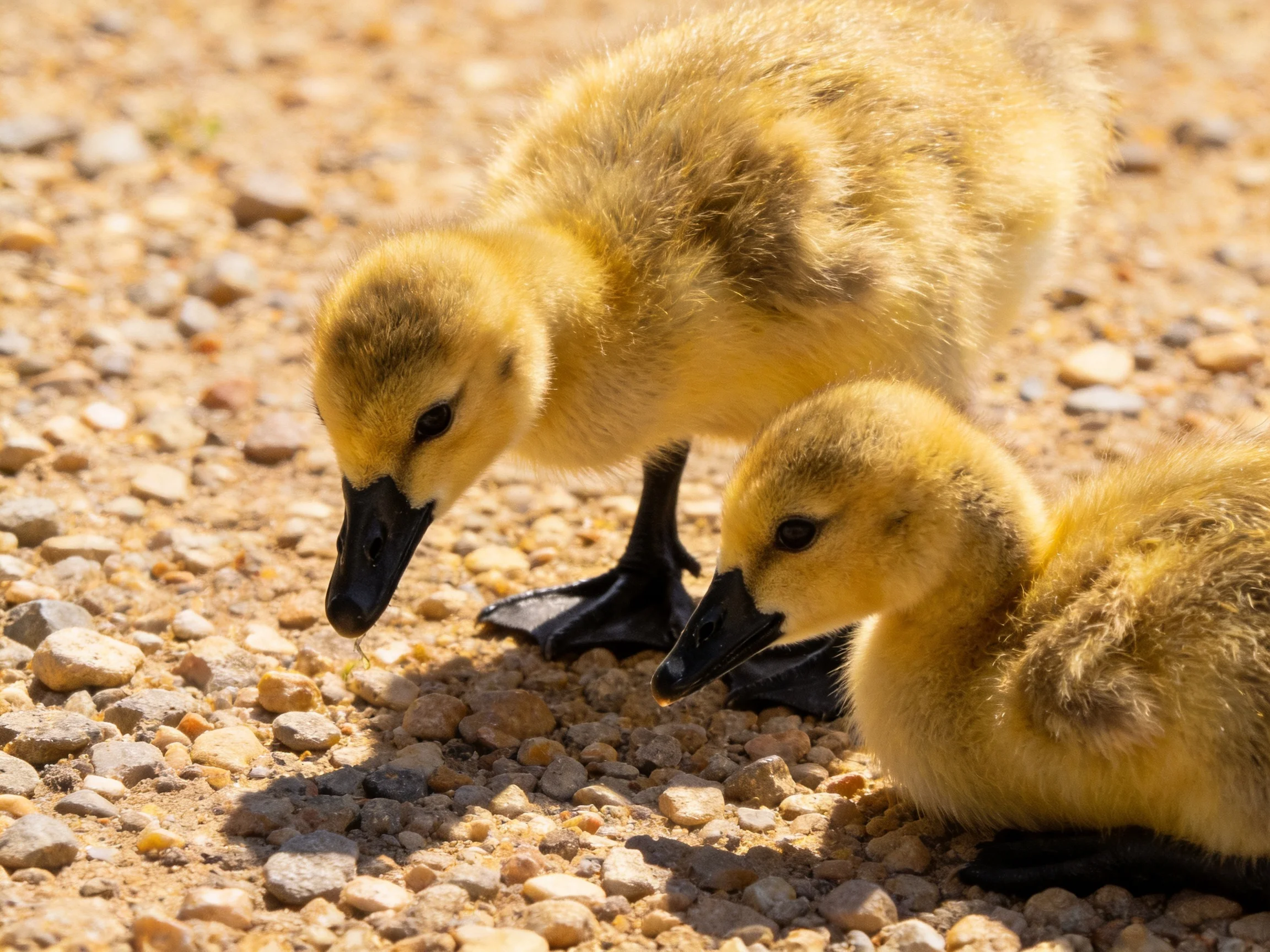 Two young yellow goslings explore a sun-drenched gravel path
