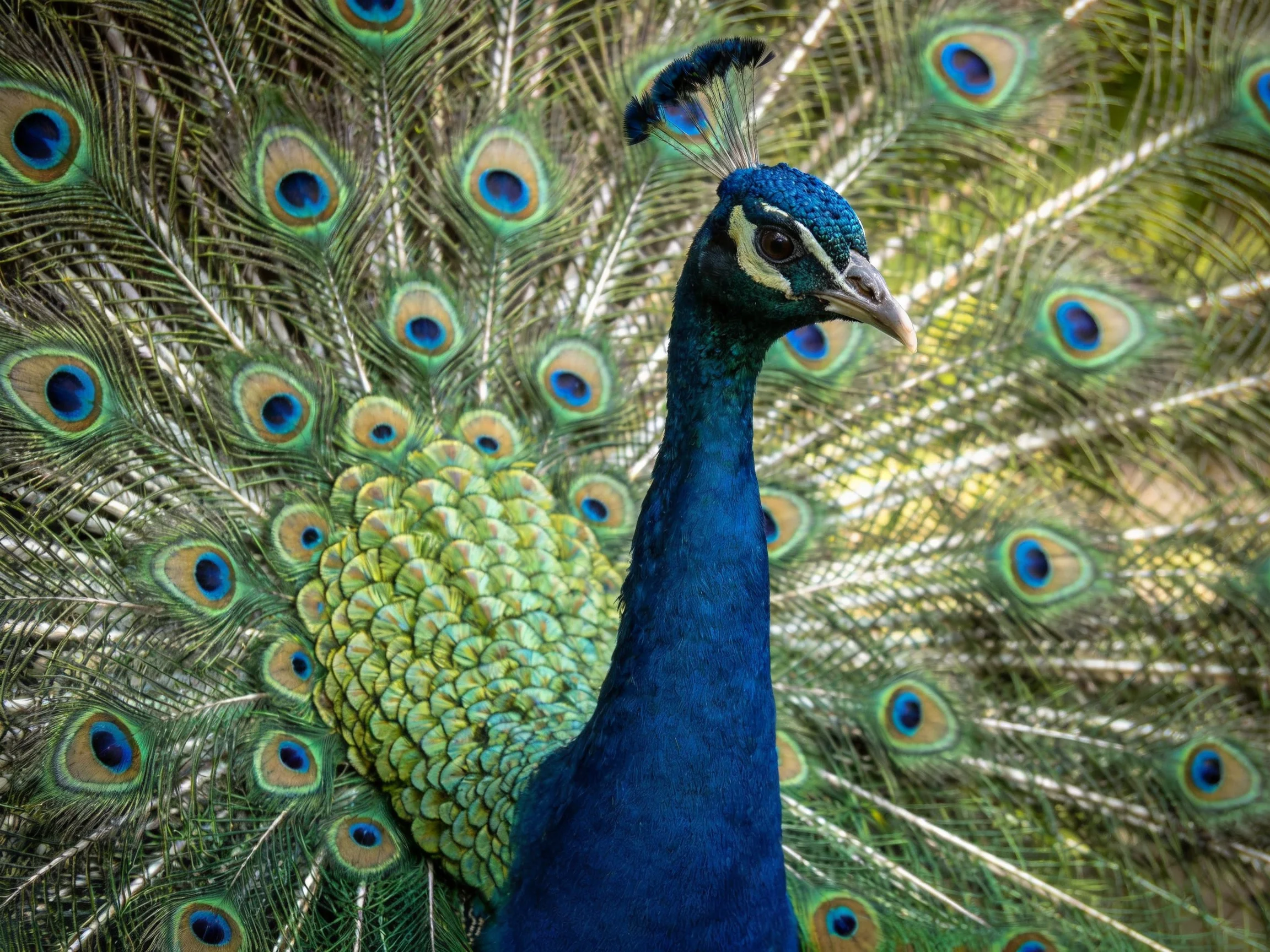 Vibrant blue peacock displaying colorful iridescent tail feathers