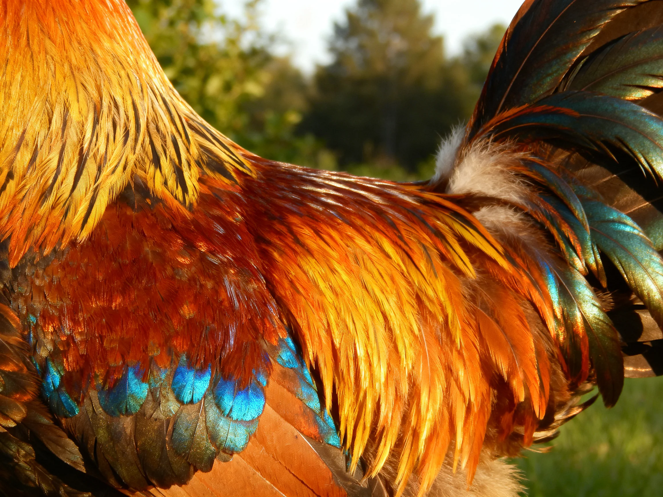 Close-up of a rooster with colorful, glossy feathers in an outdoor setting.