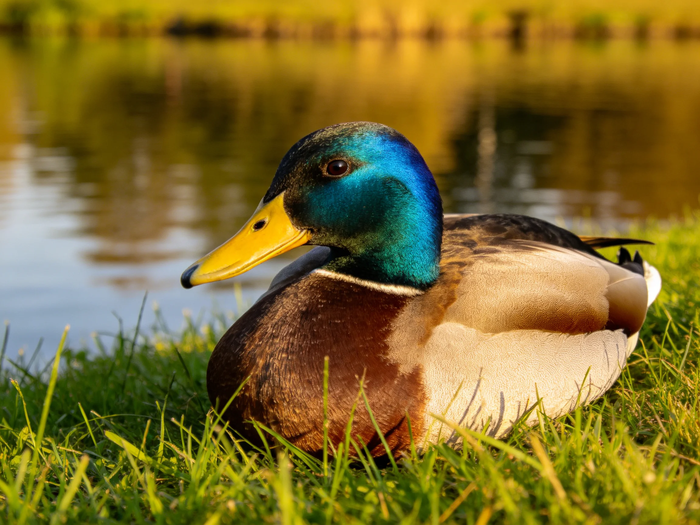 A mallard duck rests on grass beside a tranquil body of water.