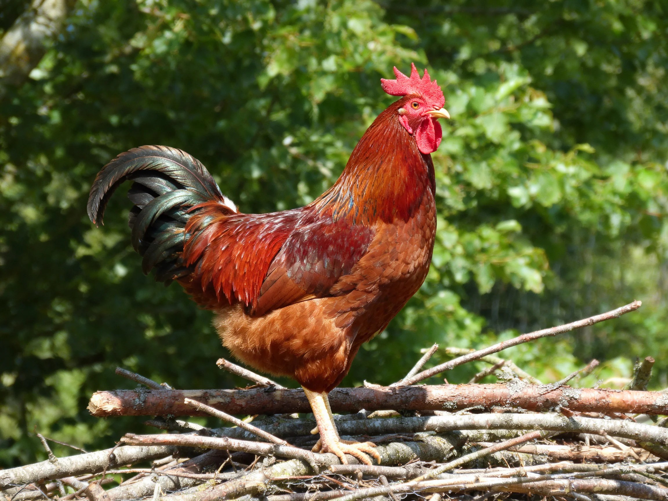 Vibrant red-combed rooster perched on stacked wooden branches among lush green foliage