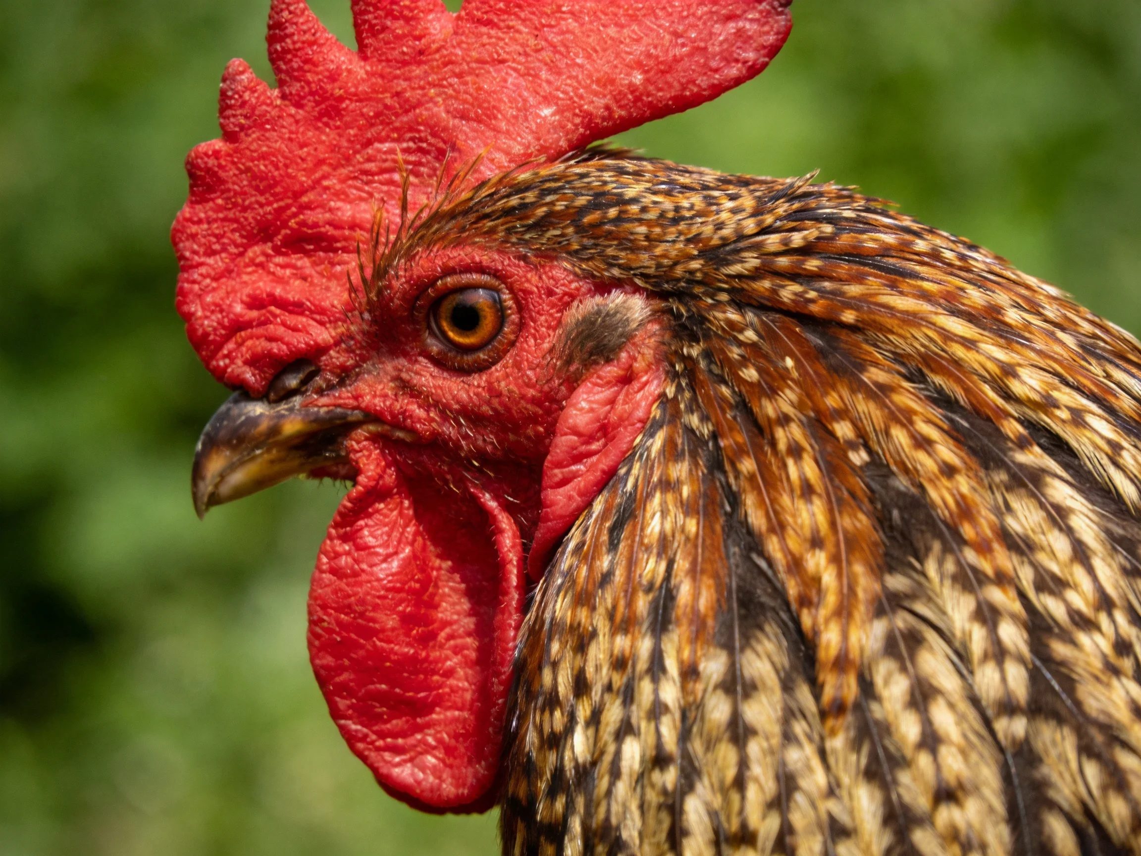 Vibrant red-combed rooster with speckled brown feathers
