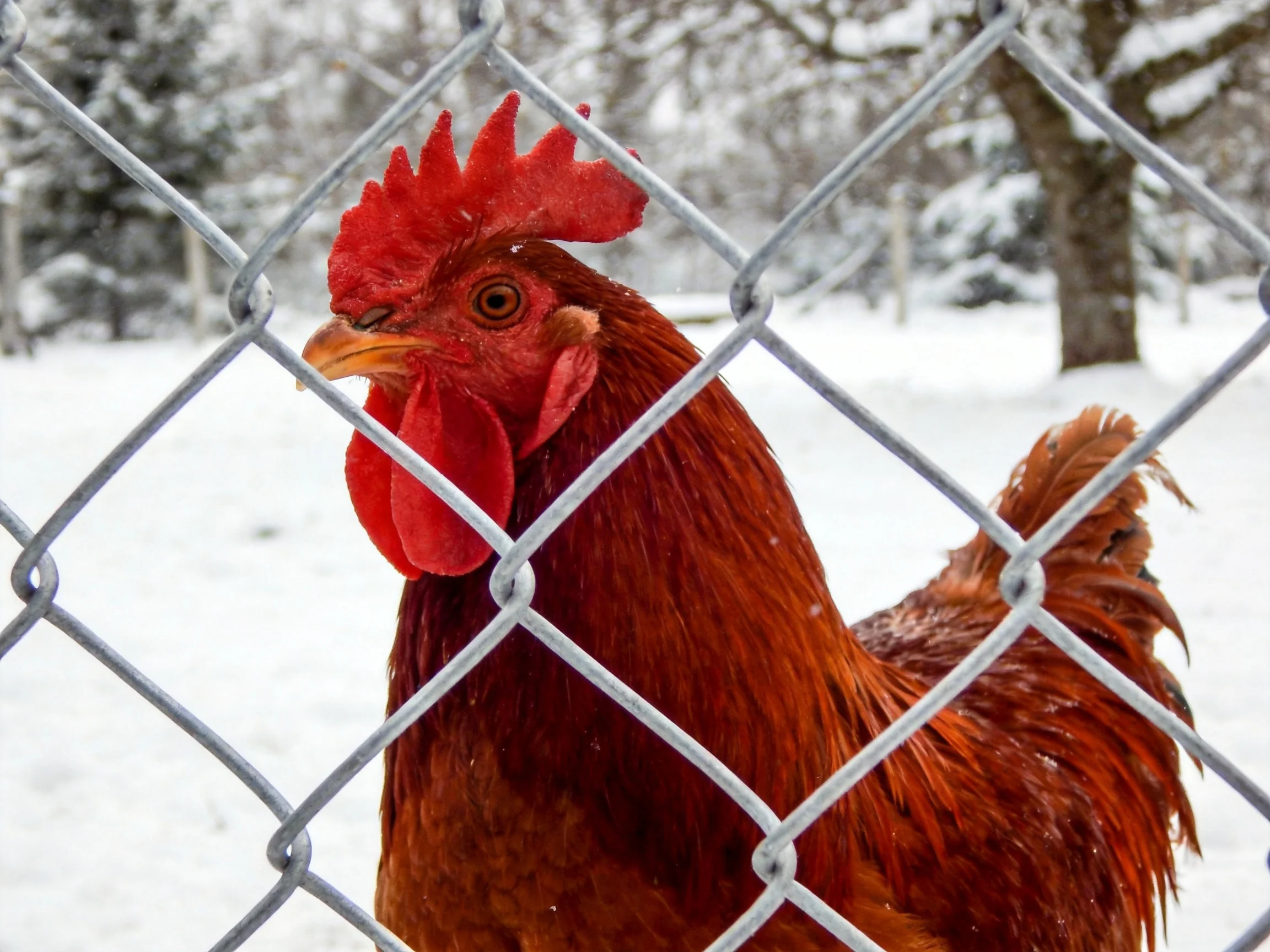 Vibrant red rooster behind silver chain-link fence in snowy landscape