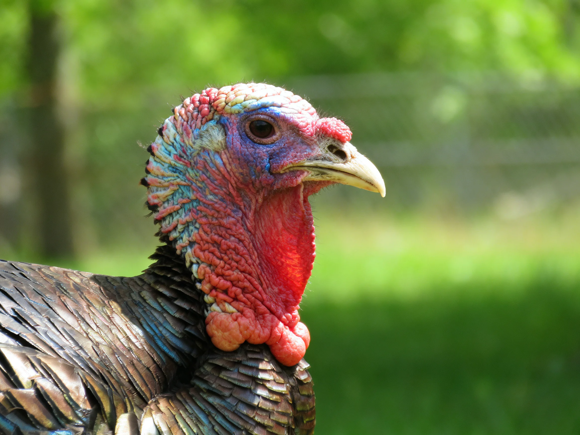 Close-up of a turkey with a colorful head and red wattle in an outdoor environment