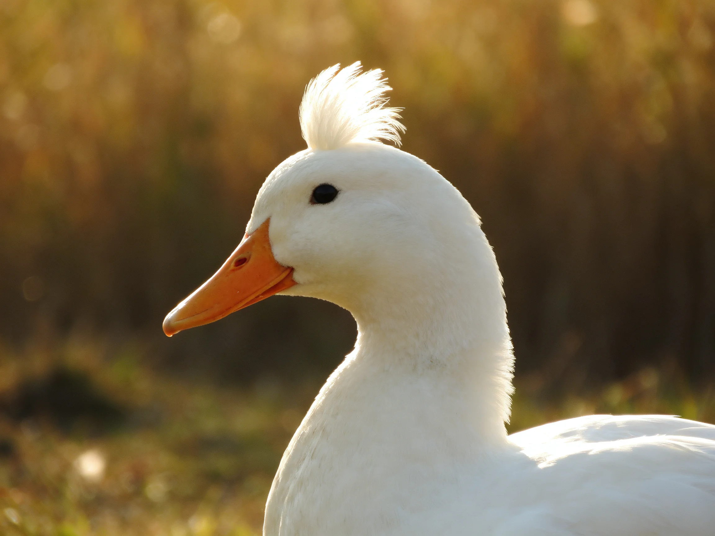 A white duck with an orange beak is outdoors in a sunlit natural setting.
