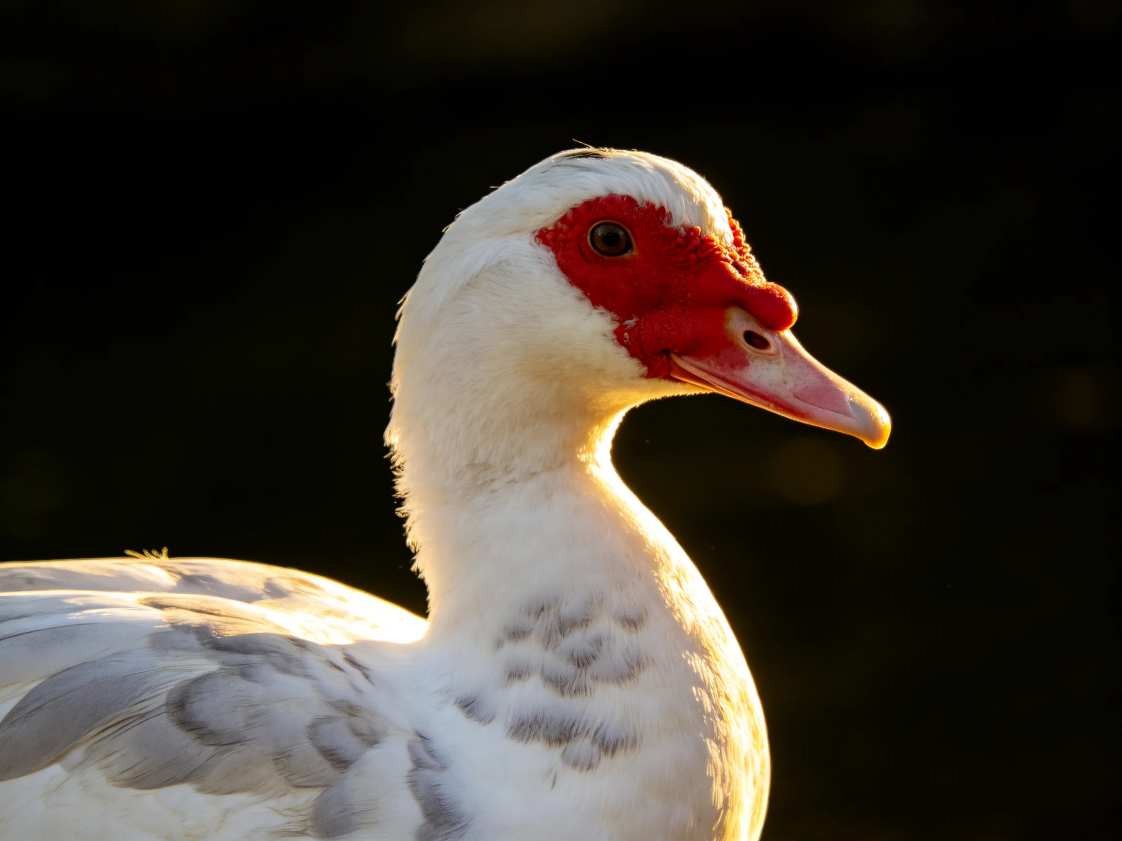 White Muscovy duck with red face and gray wing patterns illuminated by warm light