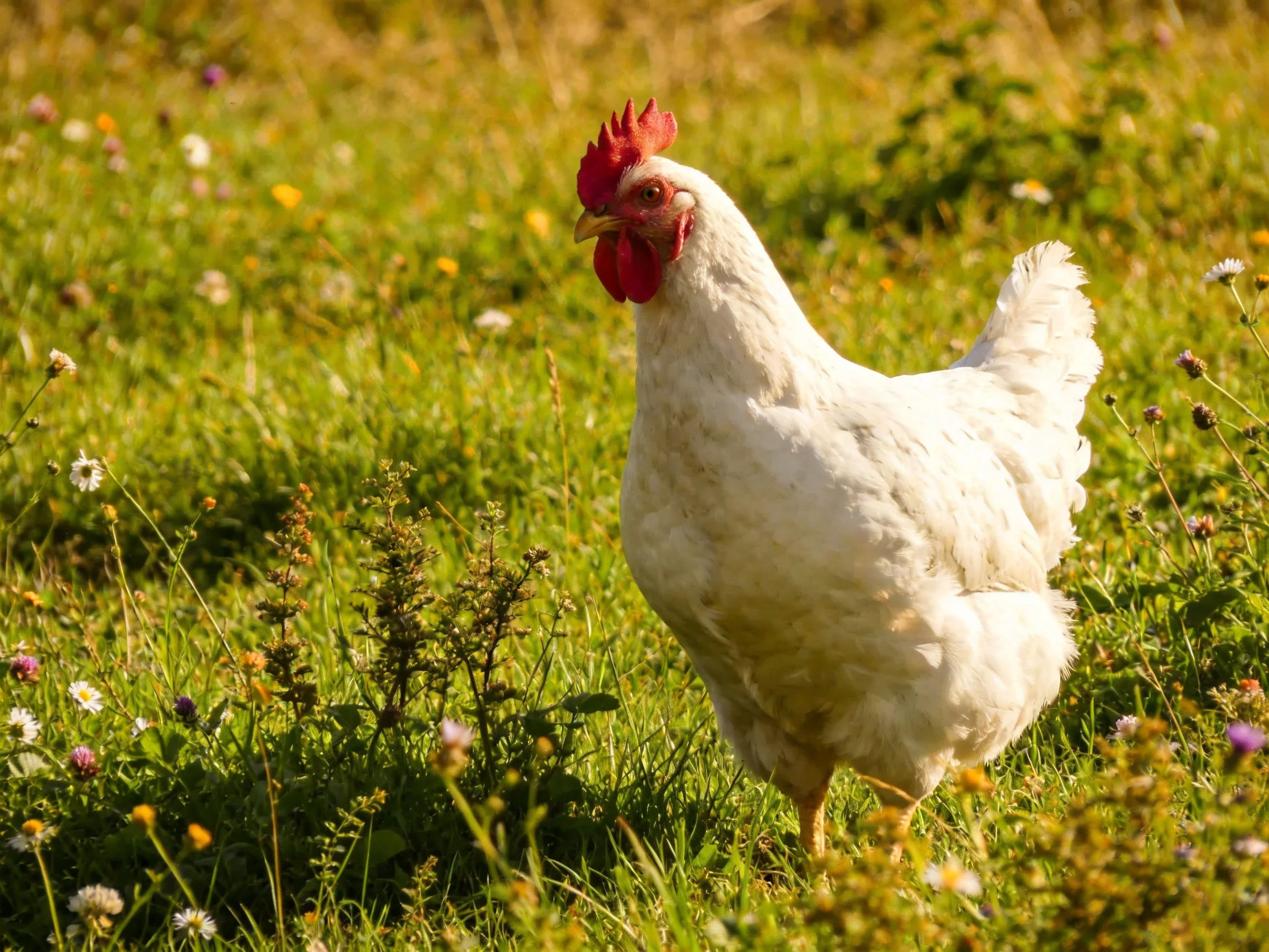 A white chicken with a red comb roams a grassy meadow filled with wildflowers.